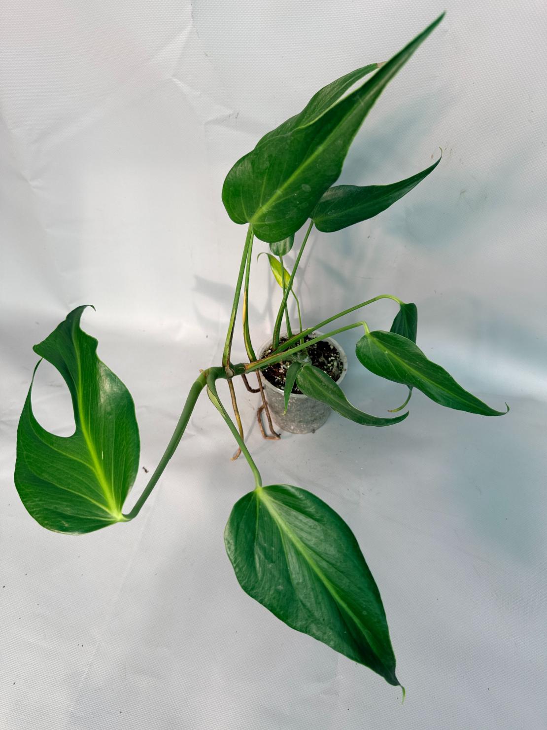 Monstera Burle Marx Flame XL 08