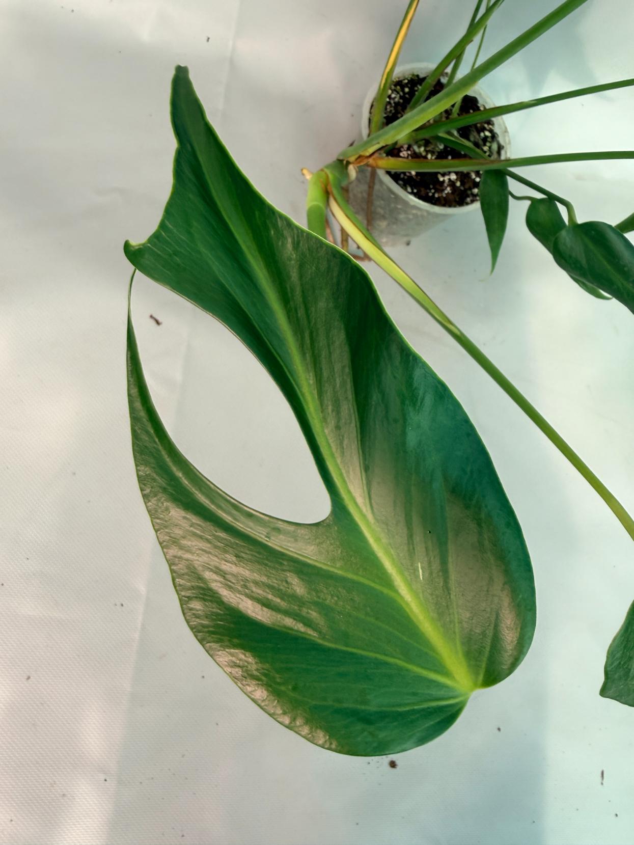 Monstera Burle Marx Flame XL 02