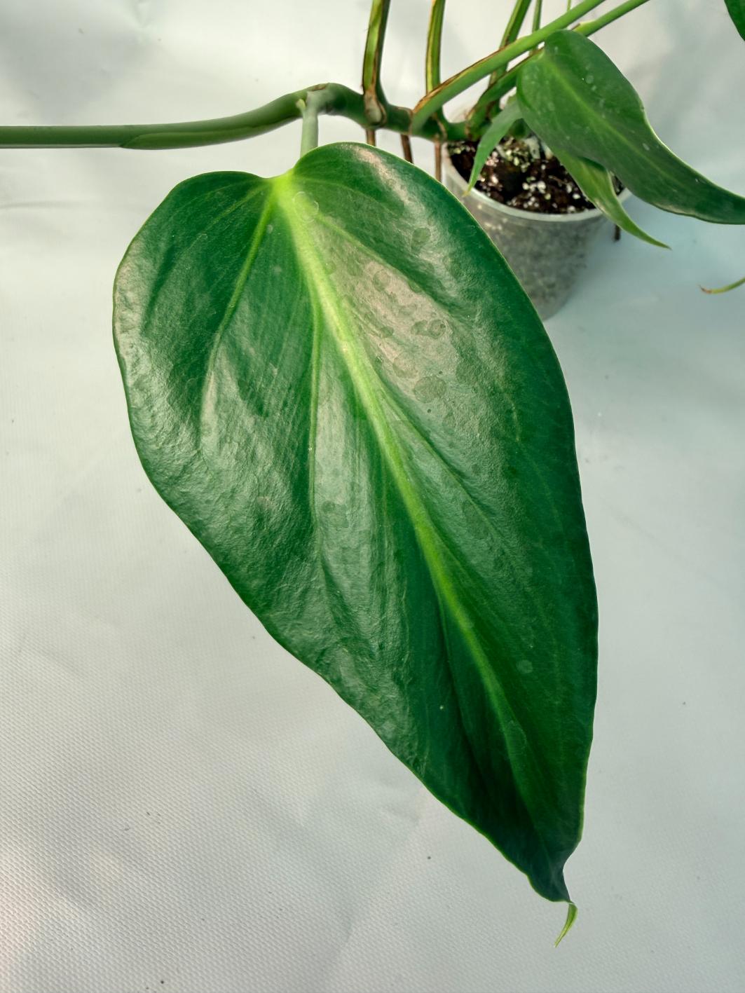 Monstera Burle Marx Flame XL 03