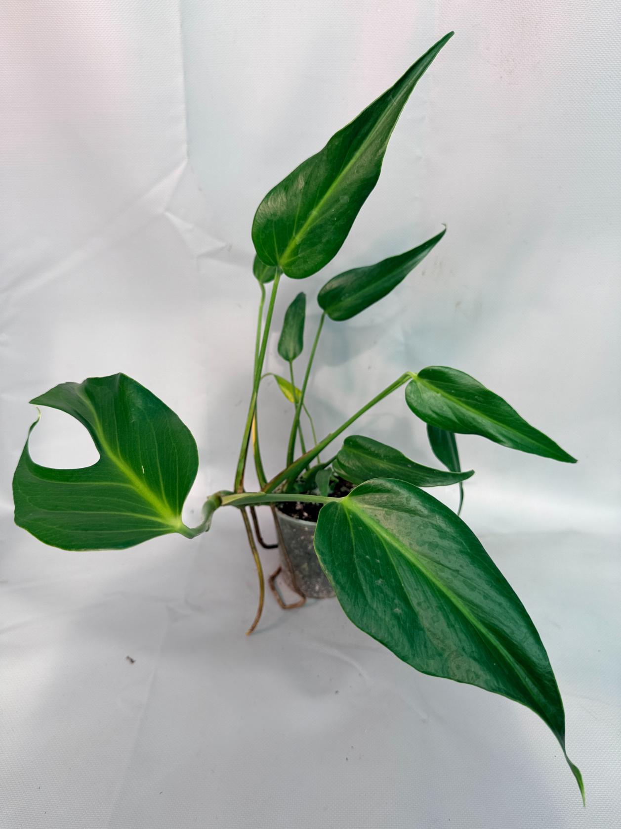 Monstera Burle Marx Flame XL 04
