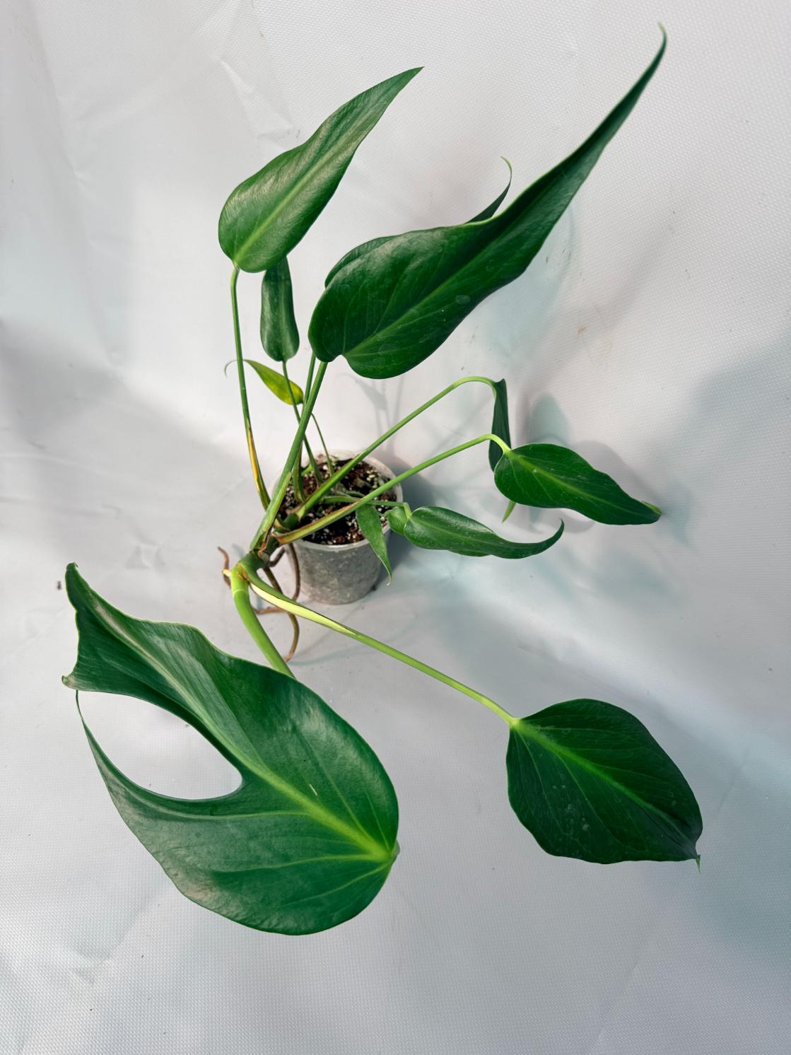 Monstera Burle Marx Flame XL 01