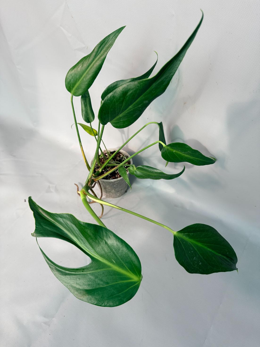 Monstera Burle Marx Flame XL 06