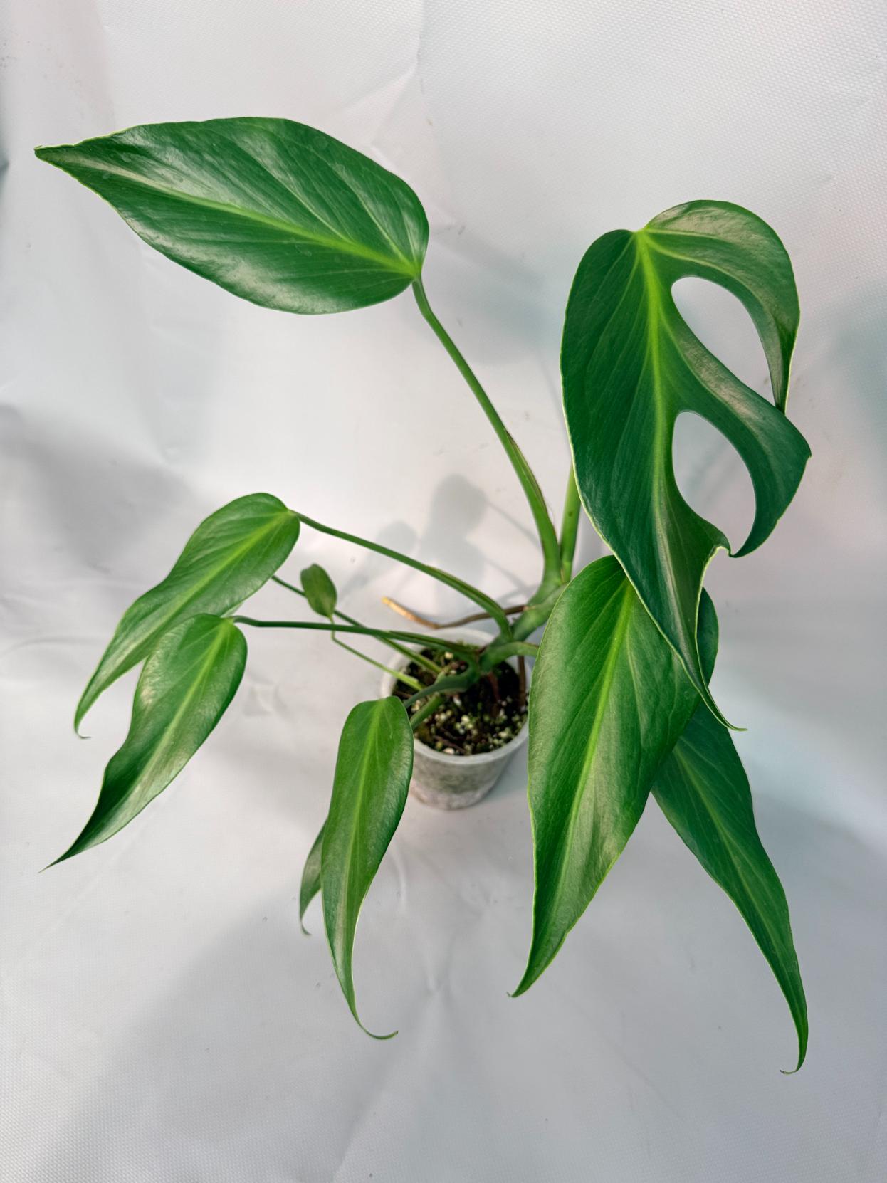 Monstera Burle Marx Flame XL 01