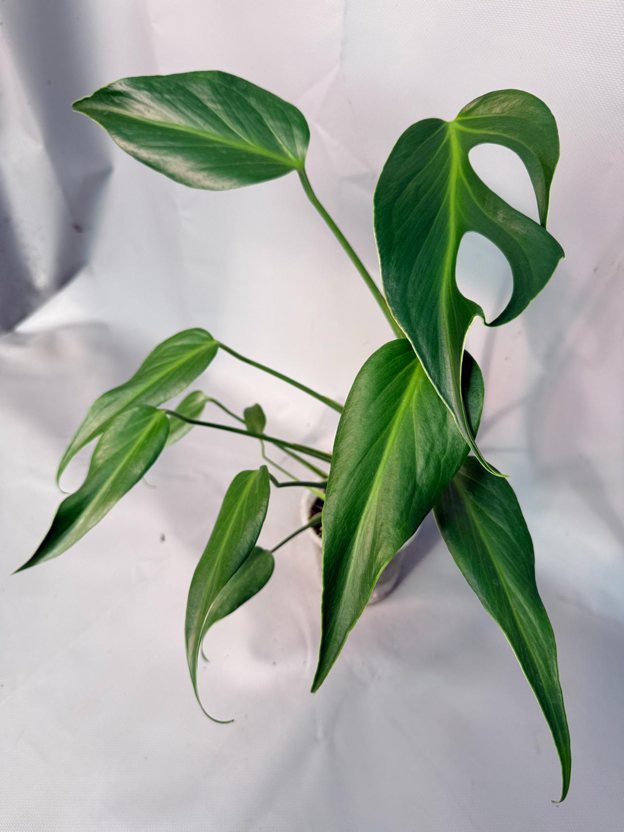 Monstera Burle Marx Flame XL 02