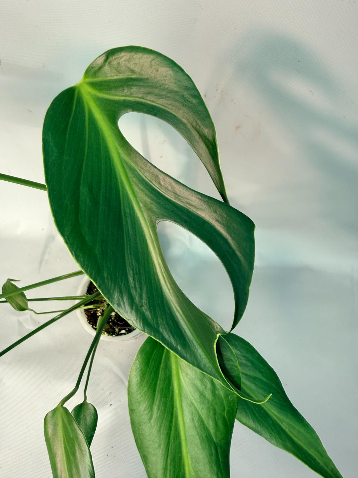 Monstera Burle Marx Flame XL 03