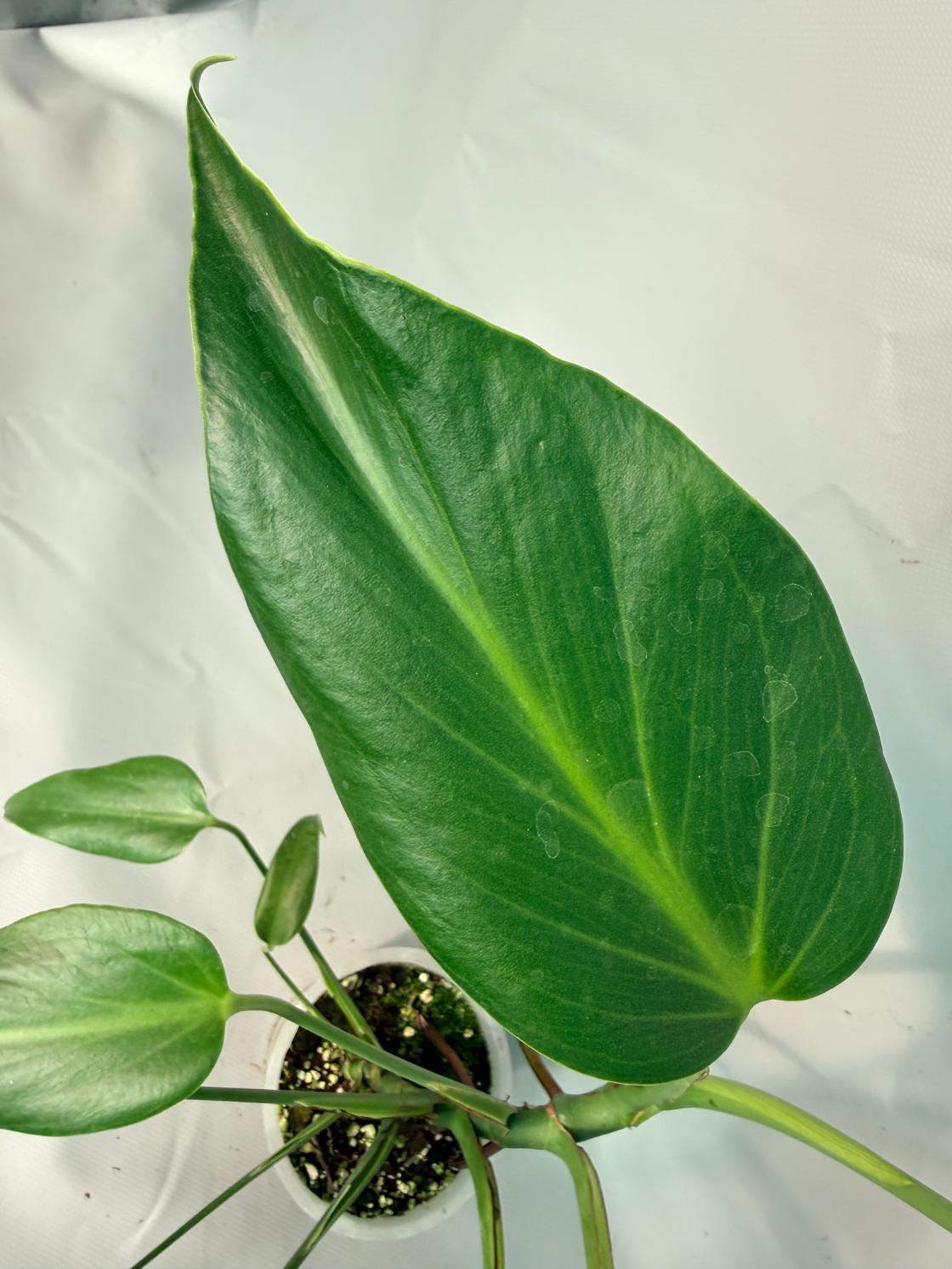 Monstera Burle Marx Flame XL 04