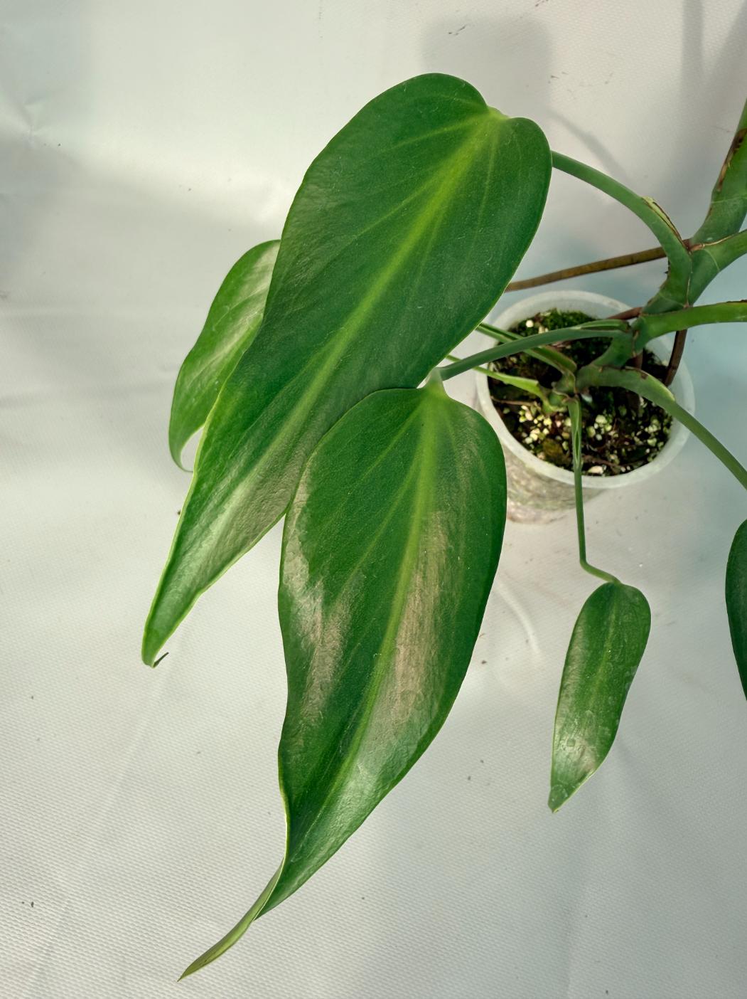 Monstera Burle Marx Flame XL 05