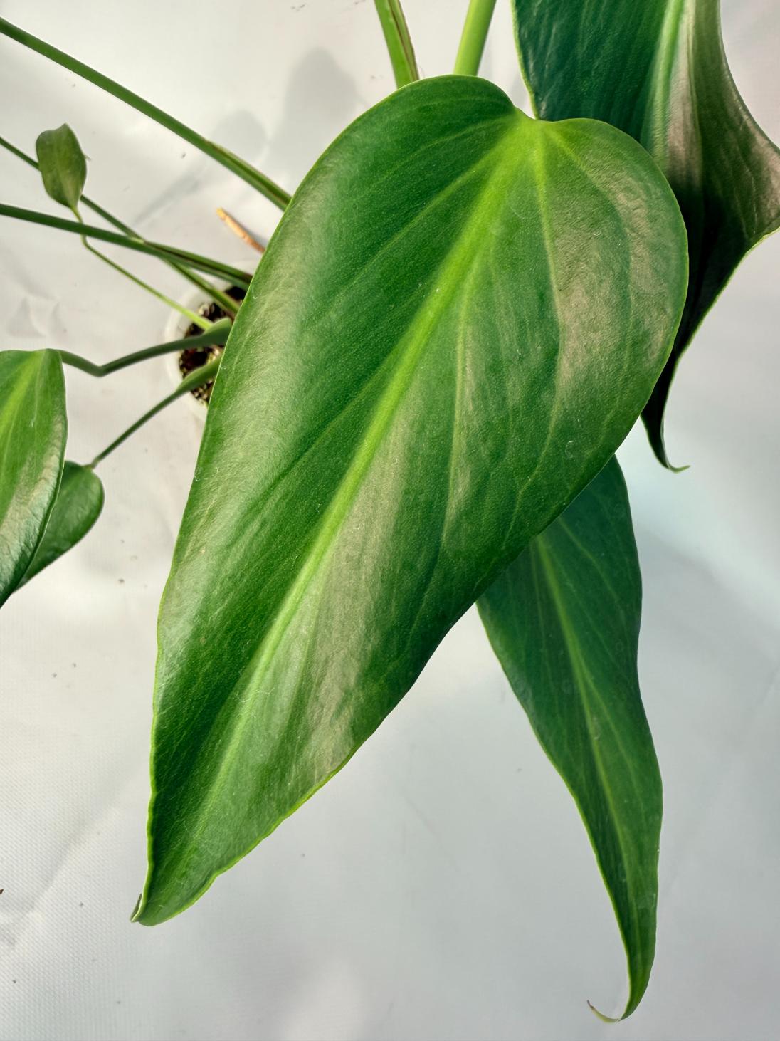 Monstera Burle Marx Flame XL 06