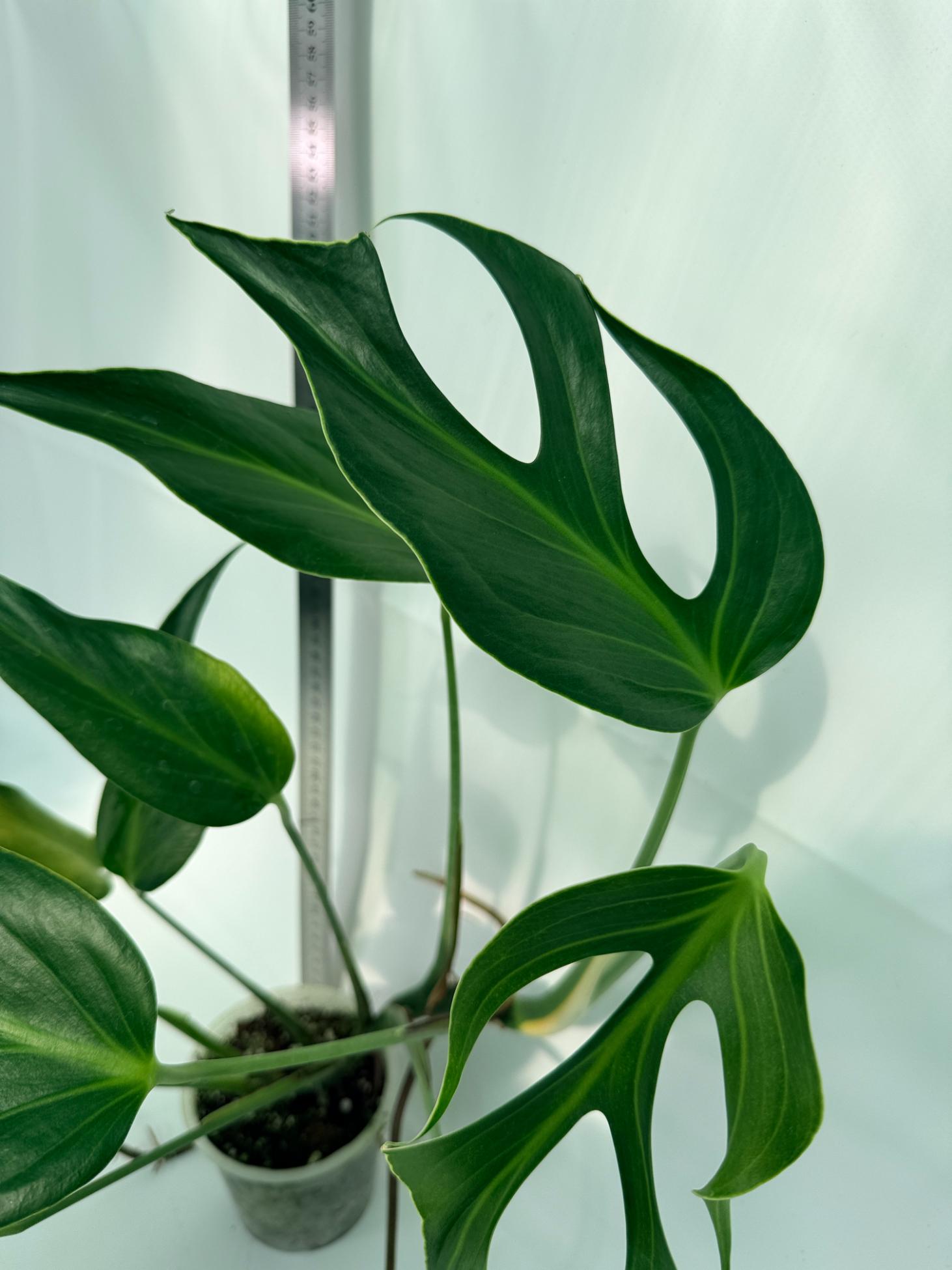 Monstera Burle Marx Flame XL 4