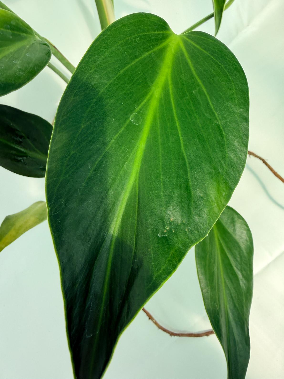 Monstera Burle Marx Flame XL 9