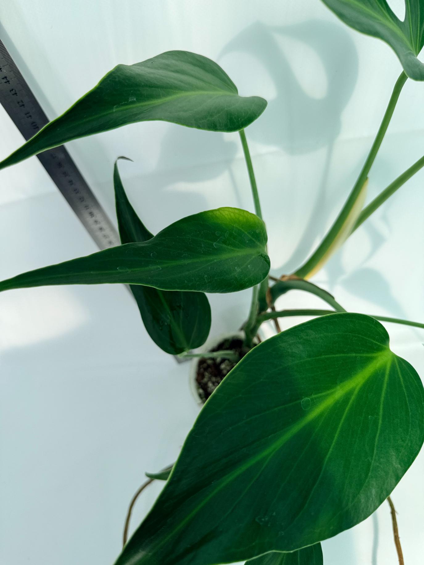 Monstera Burle Marx Flame XL 5