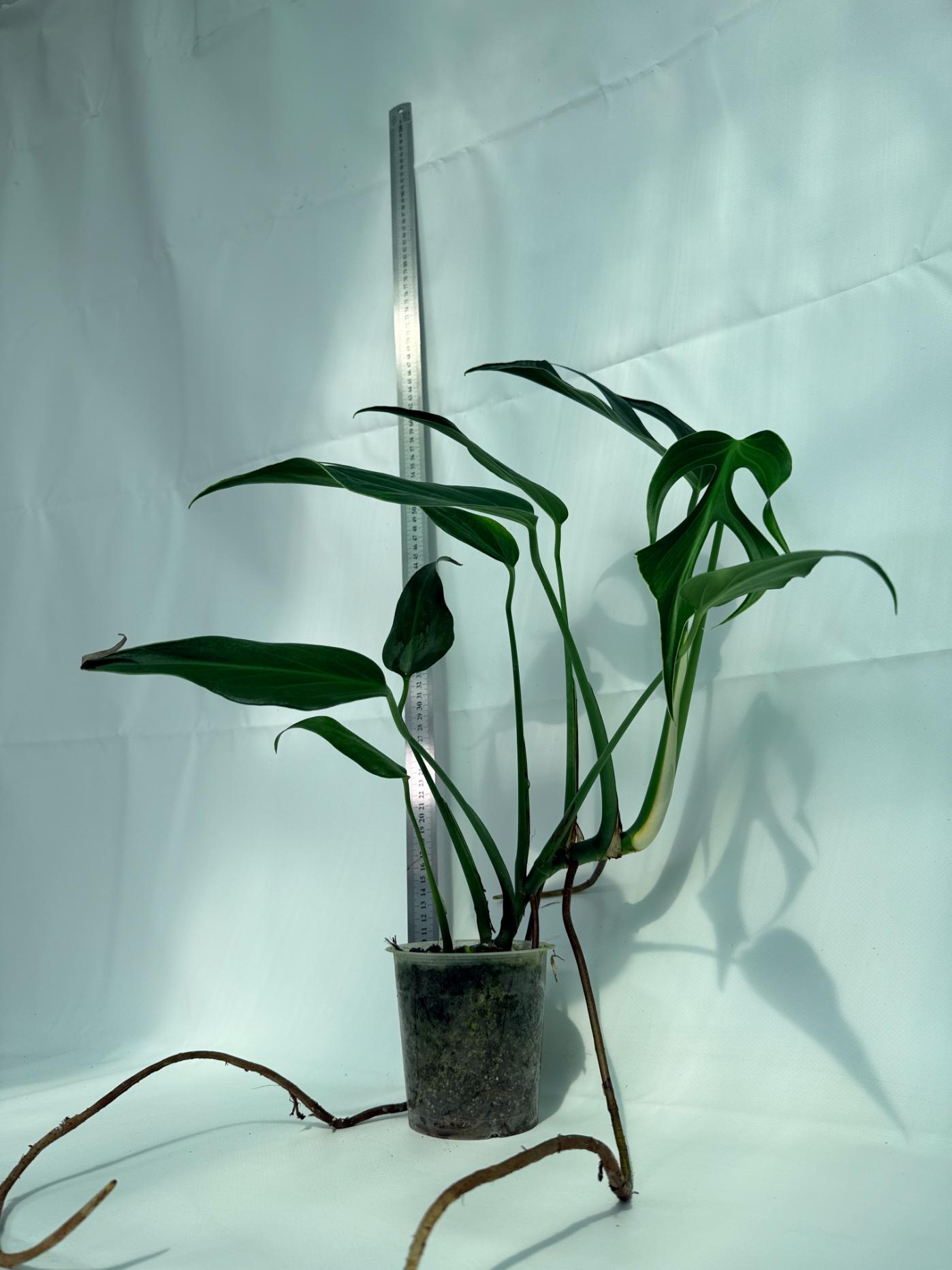 philodendron burle marx flame Monstera Burle Marx Flame XL