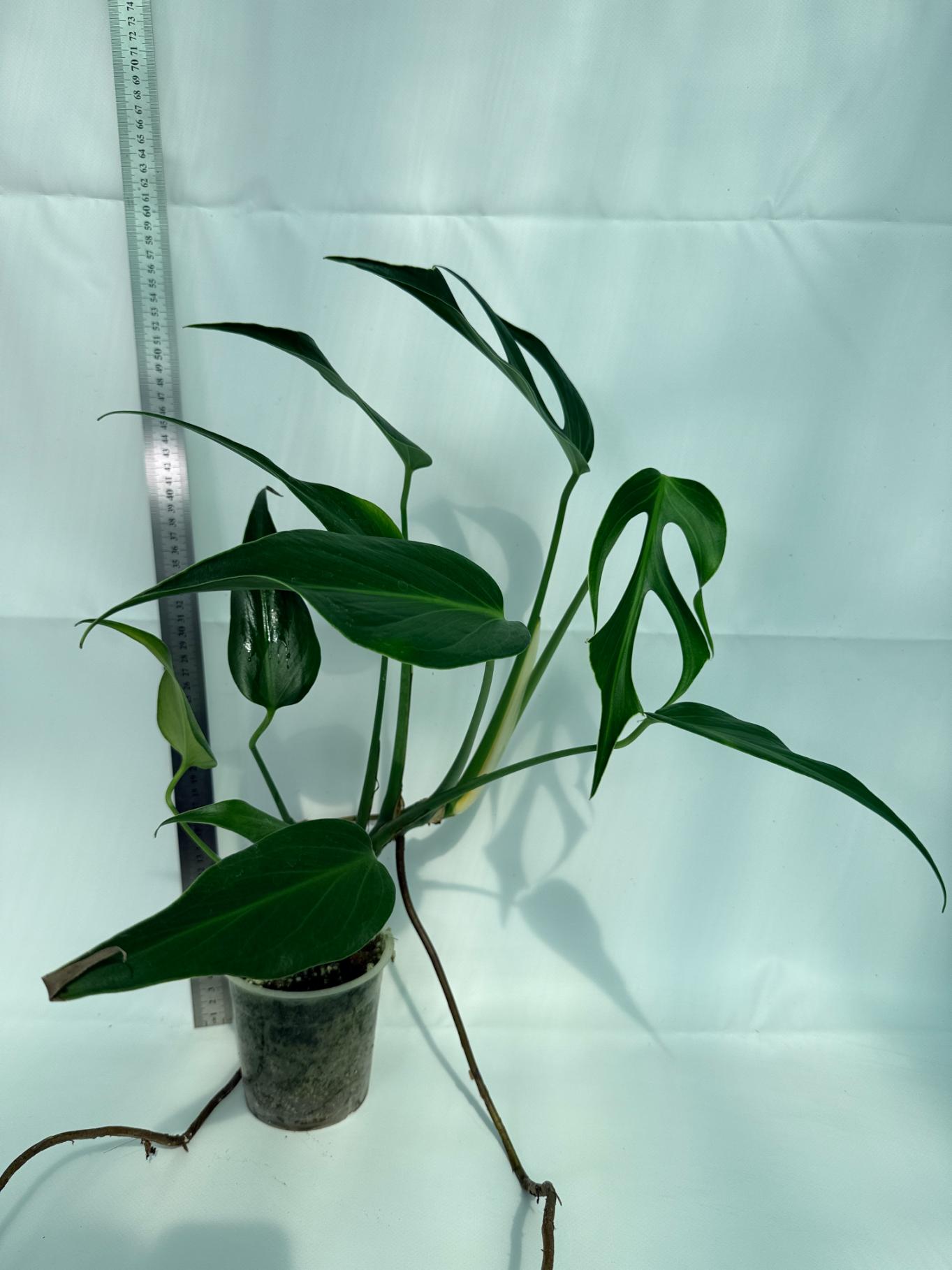 Monstera Burle Marx Flame XL 1