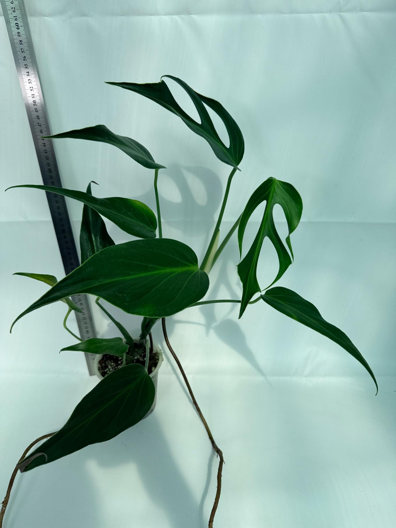 Monstera Burle Marx Flame XL 6