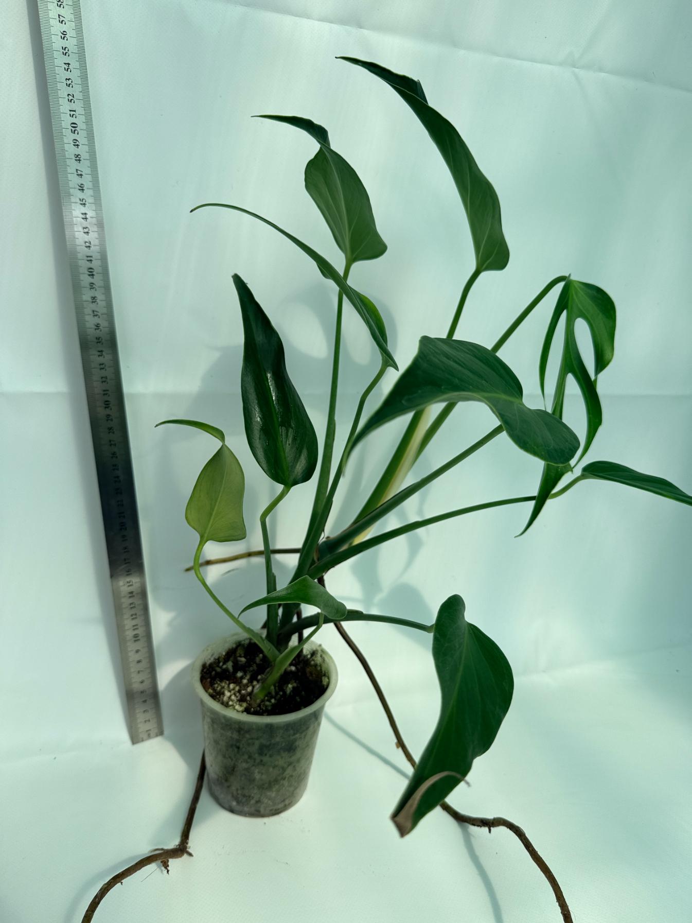Monstera Burle Marx Flame XL 7