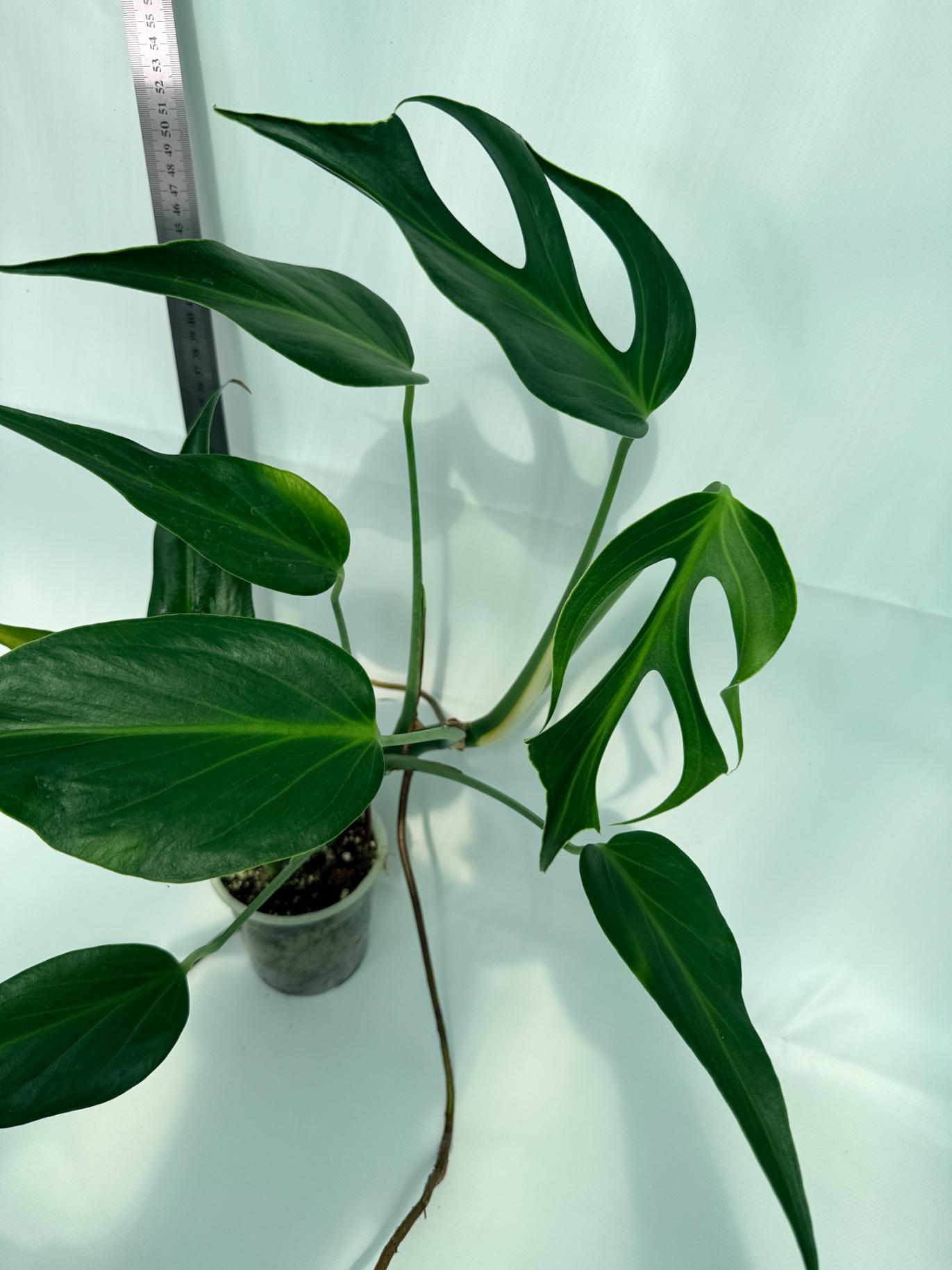 Monstera Burle Marx Flame XL 8