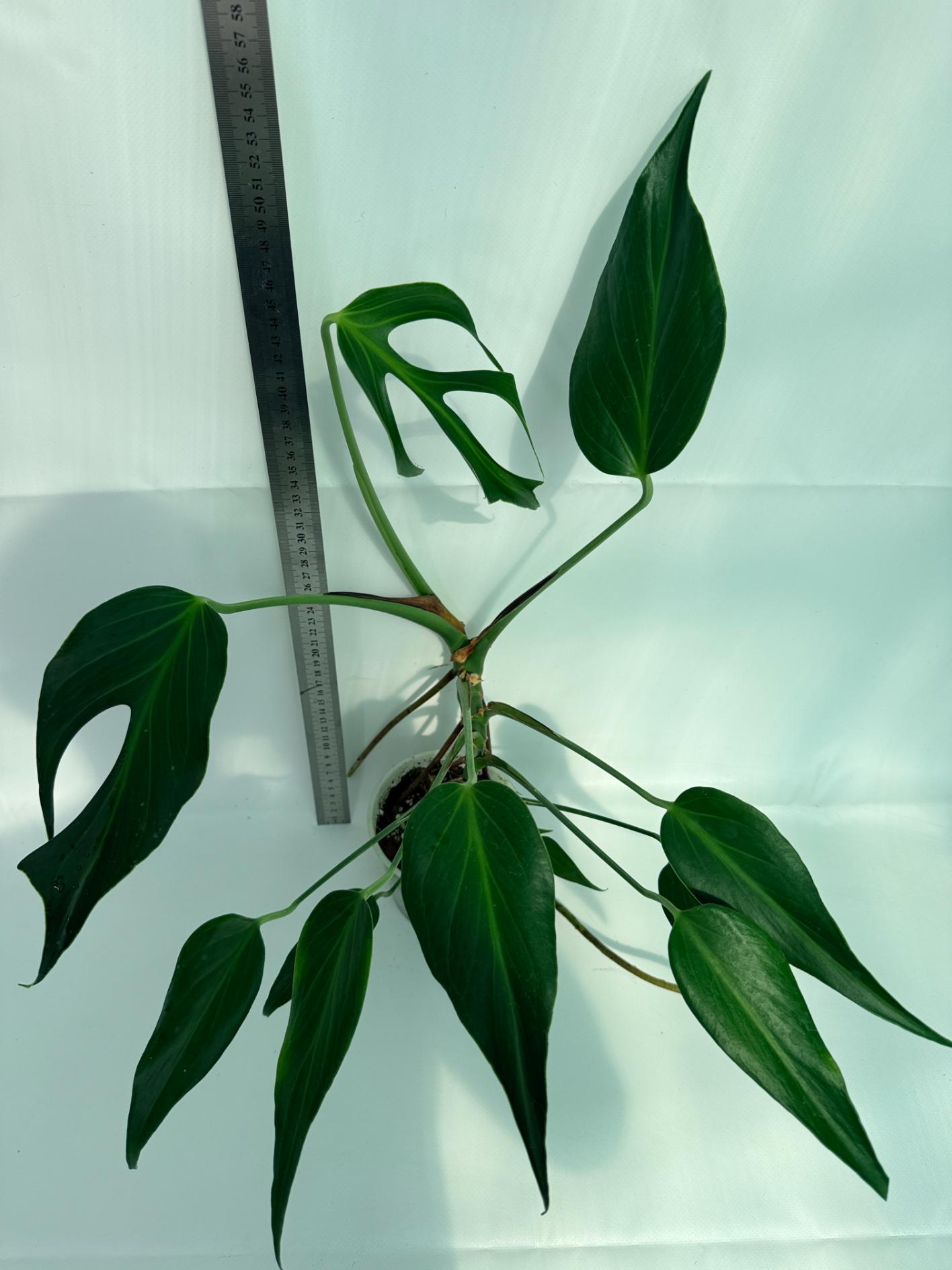 Monstera Burle Marx Flame XL 3