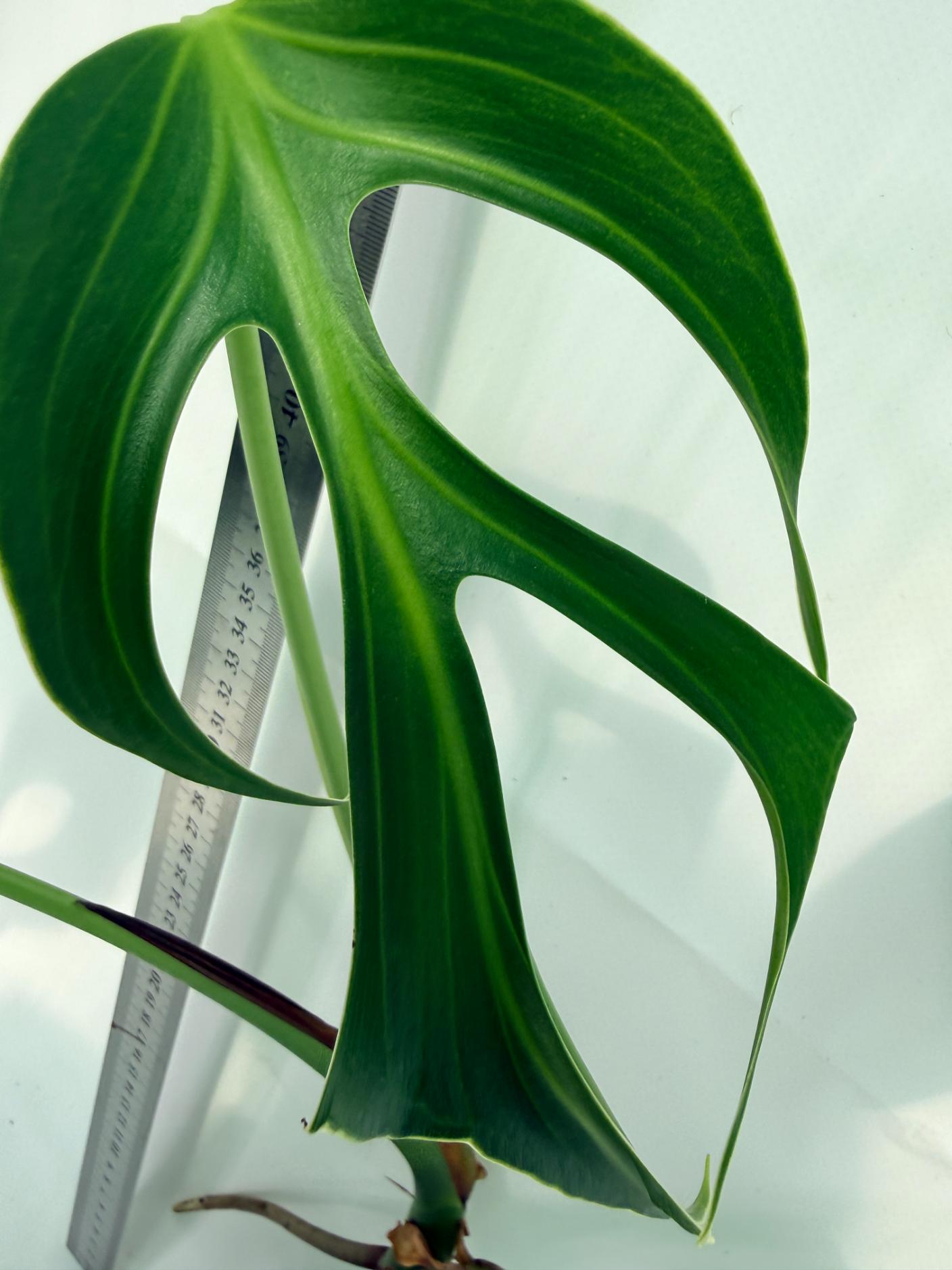 Monstera Burle Marx Flame XL 2