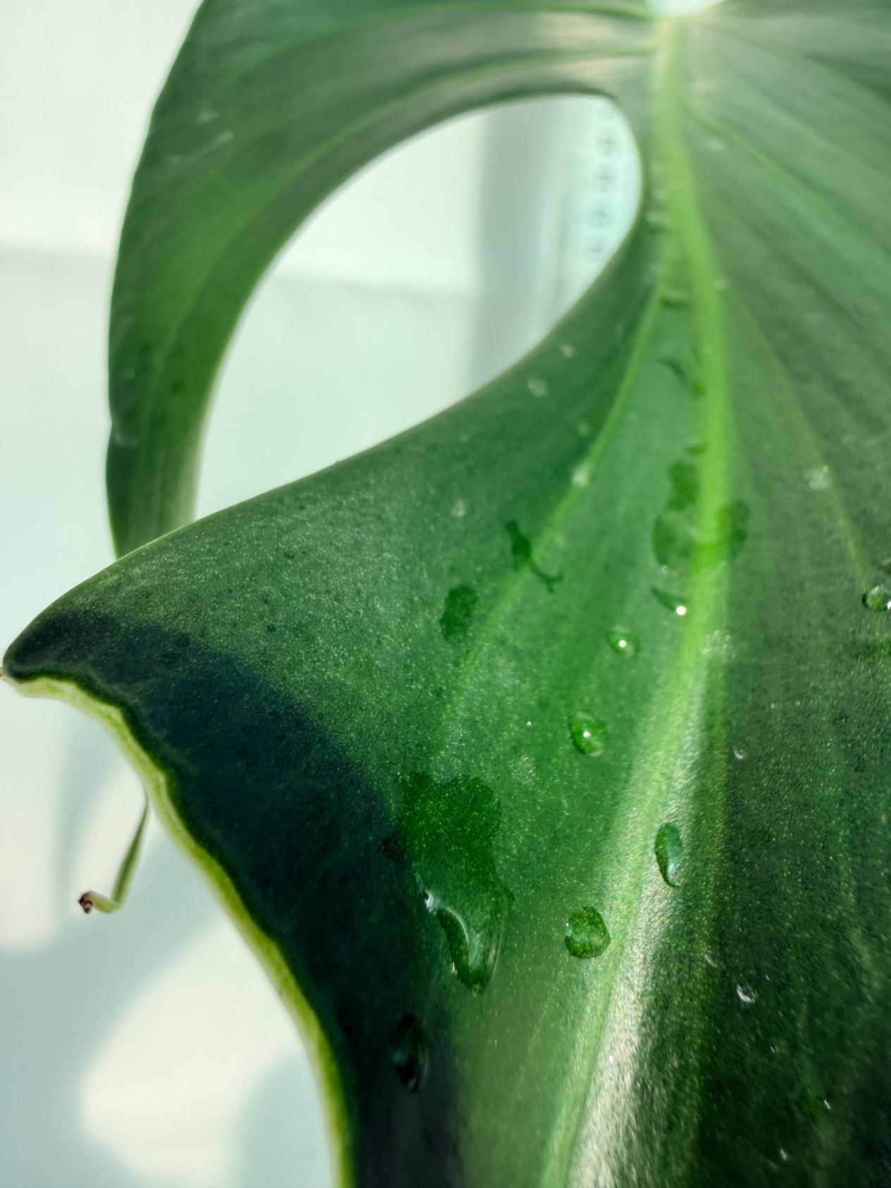 Monstera Burle Marx Flame XL 10