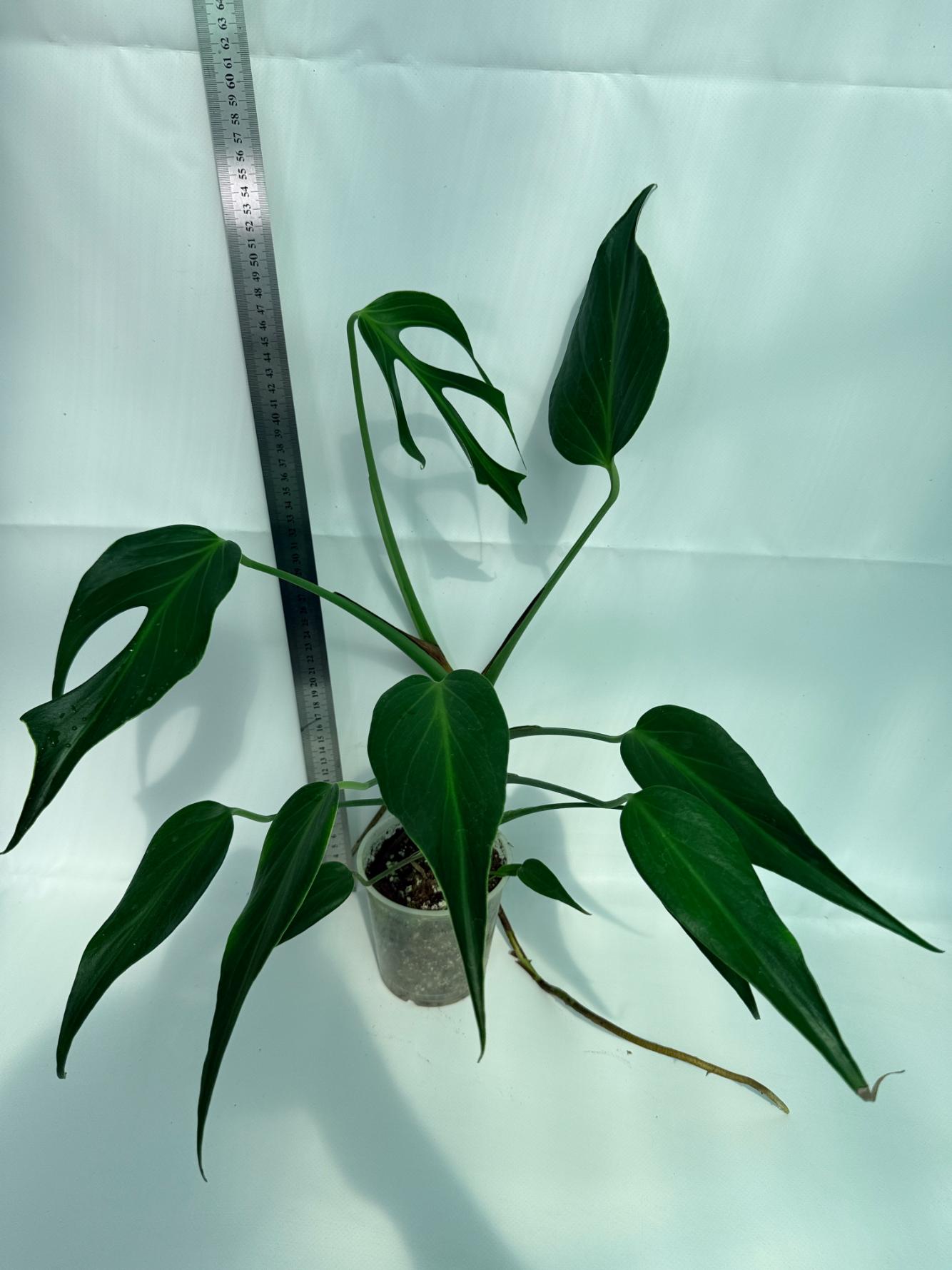 Monstera Burle Marx Flame XL 5