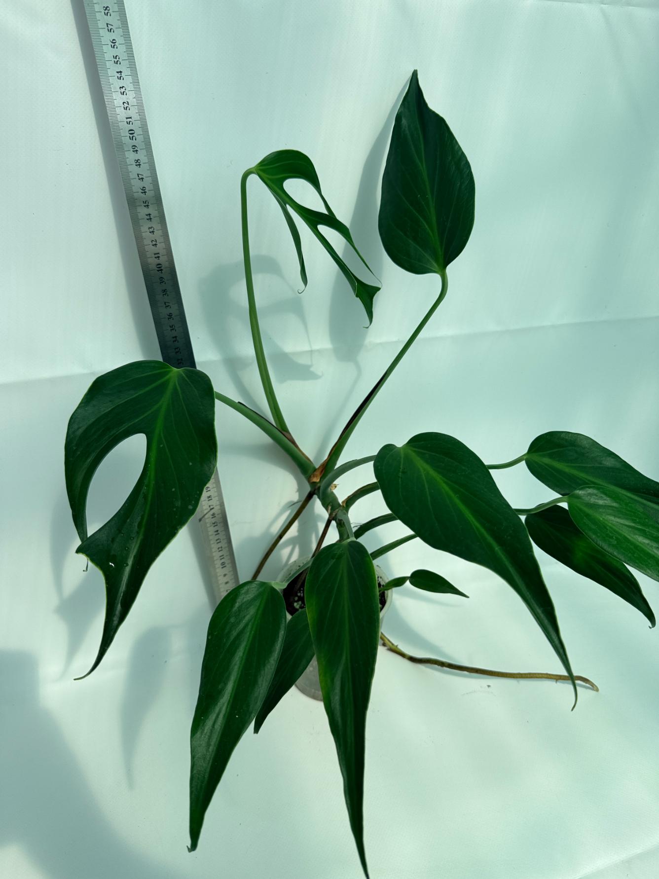 Monstera Burle Marx Flame XL 6
