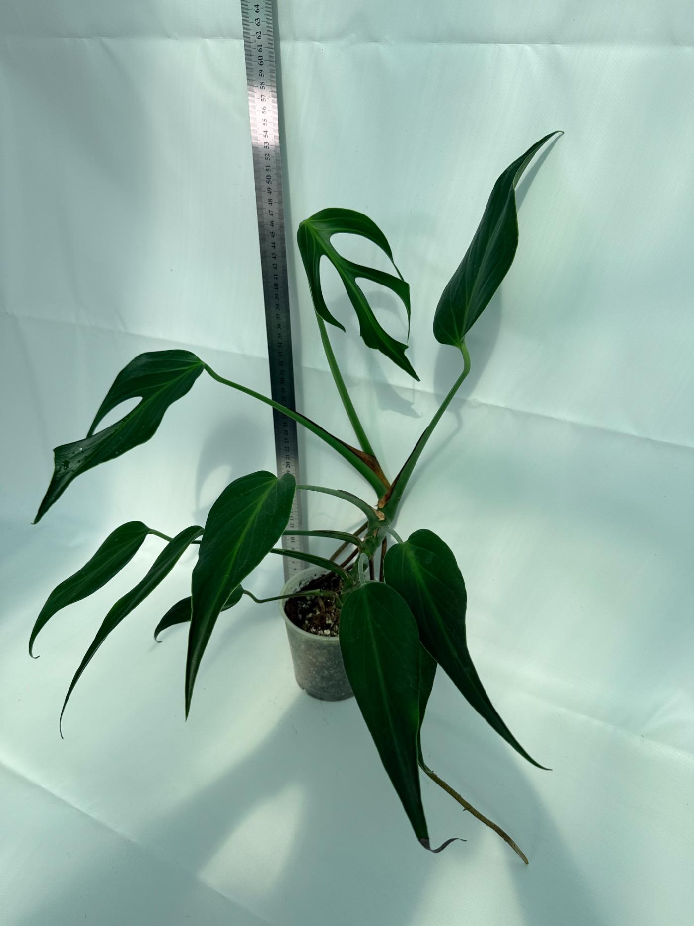 Monstera Burle Marx Flame XL 7