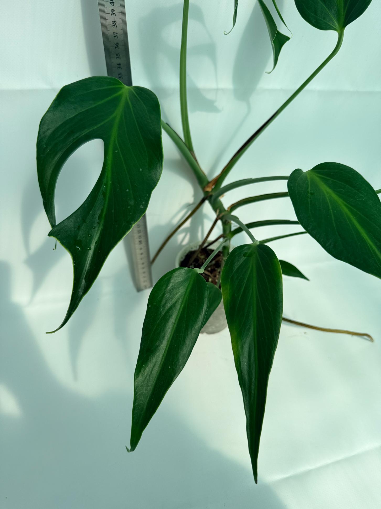 Monstera Burle Marx Flame XL 8