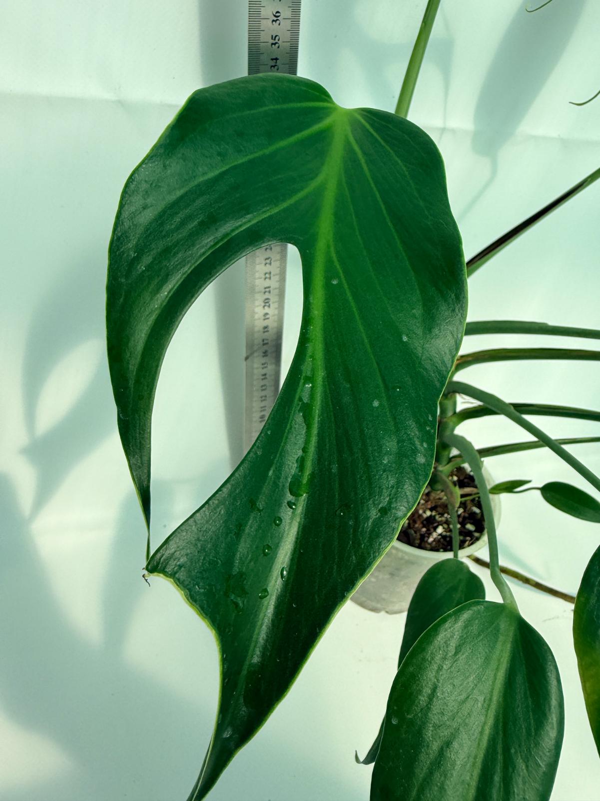 Monstera Burle Marx Flame XL 4