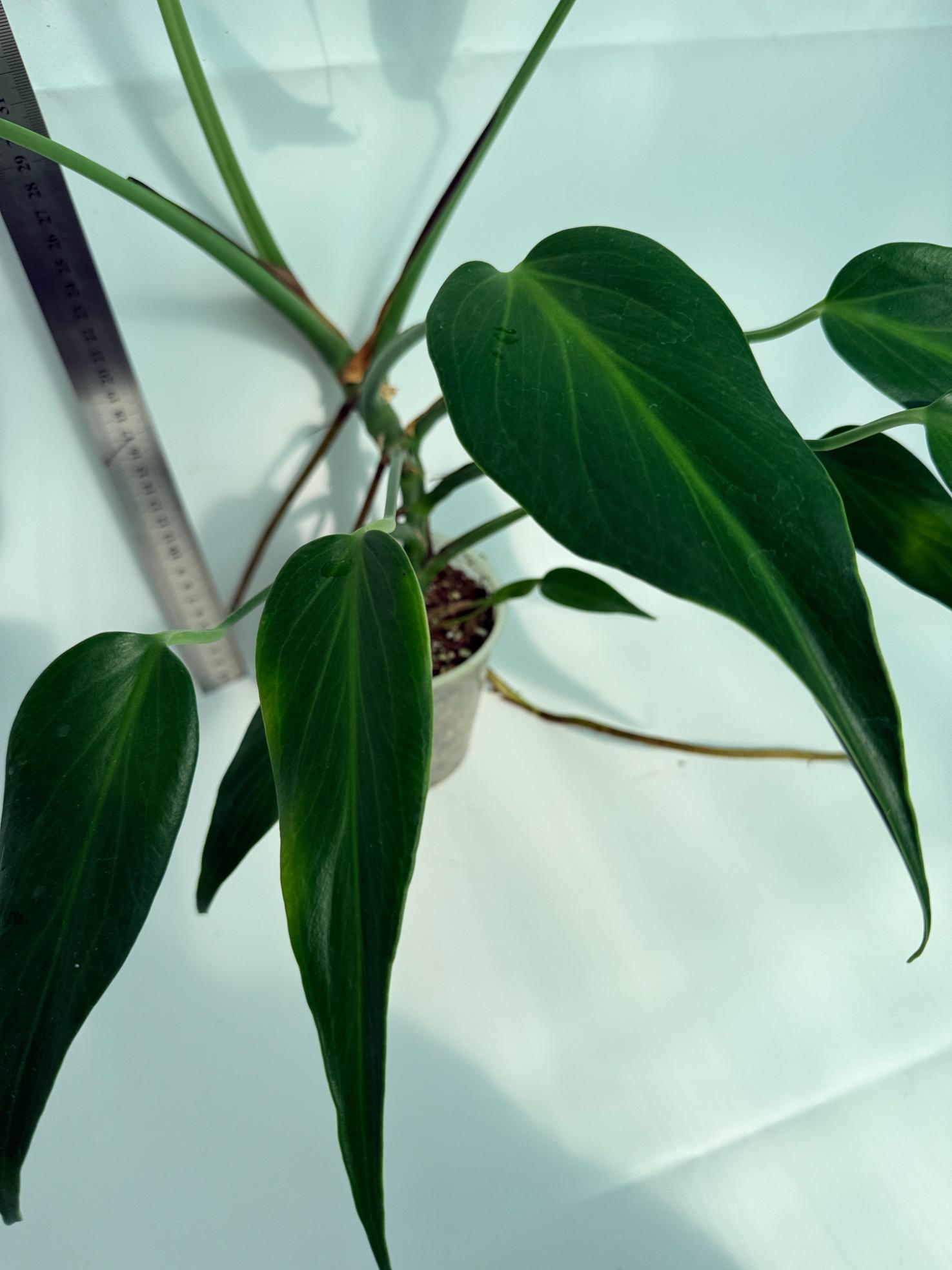 Monstera Burle Marx Flame XL 9