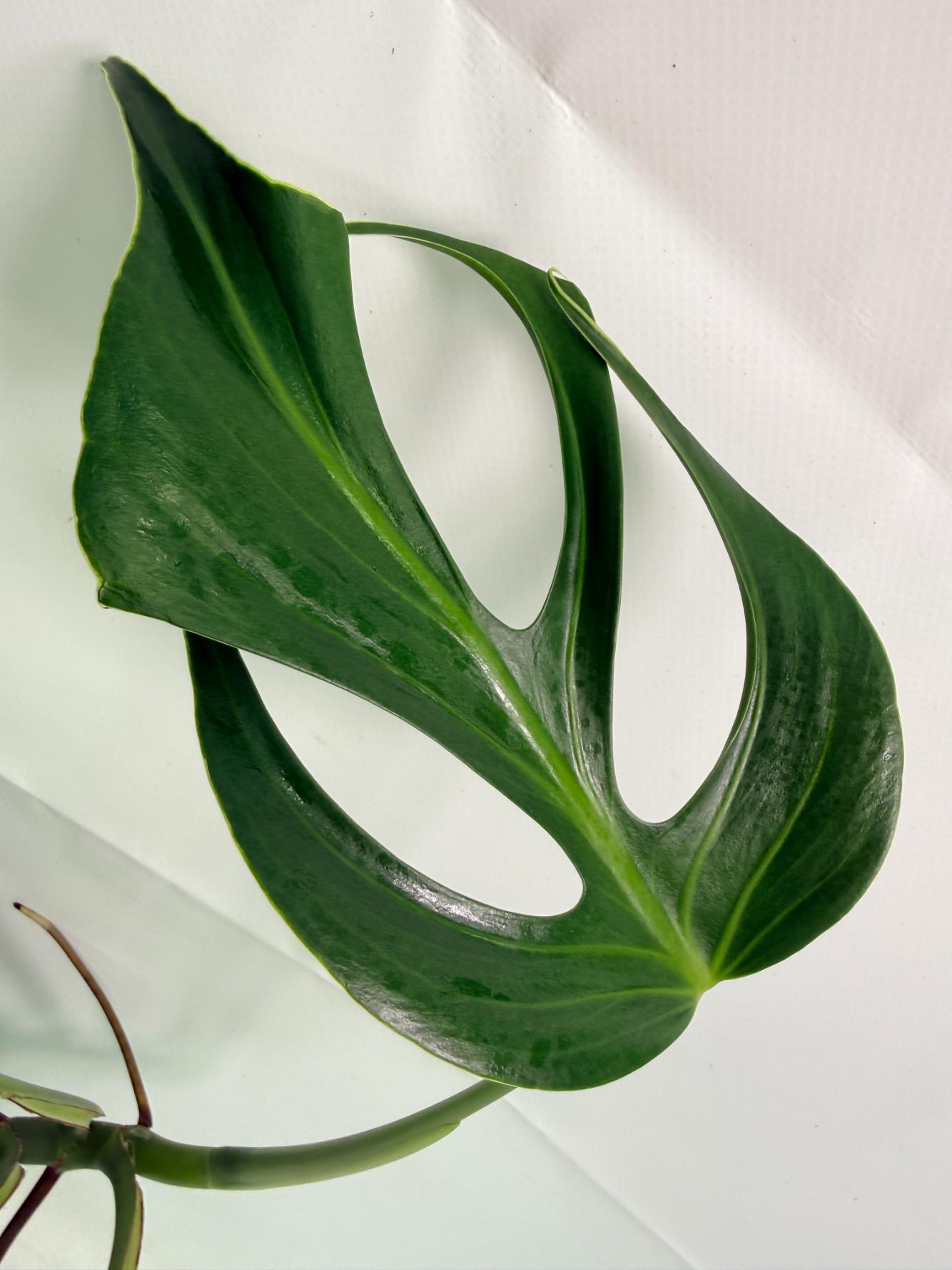 Monstera Burle Marx Flame XL 05