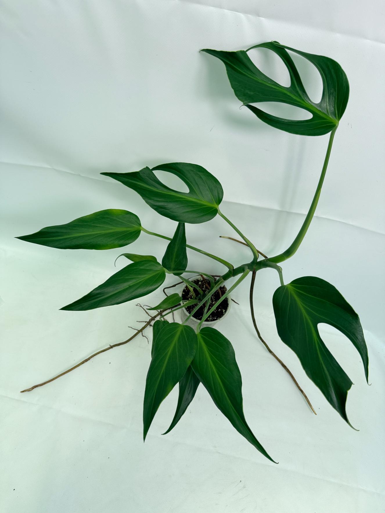 Monstera Burle Marx Flame XL 06