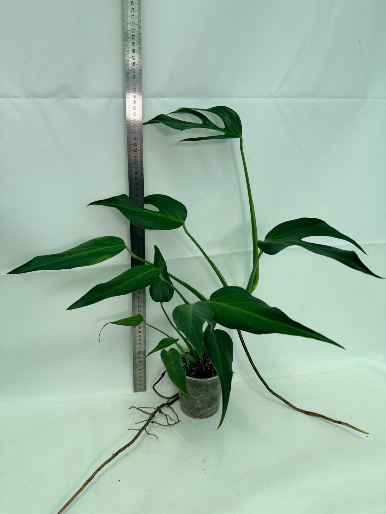 Monstera Burle Marx Flame XL 07
