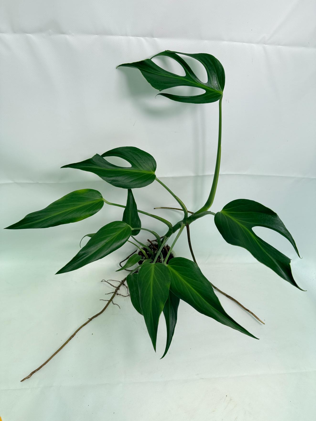 Monstera Burle Marx Flame XL 01