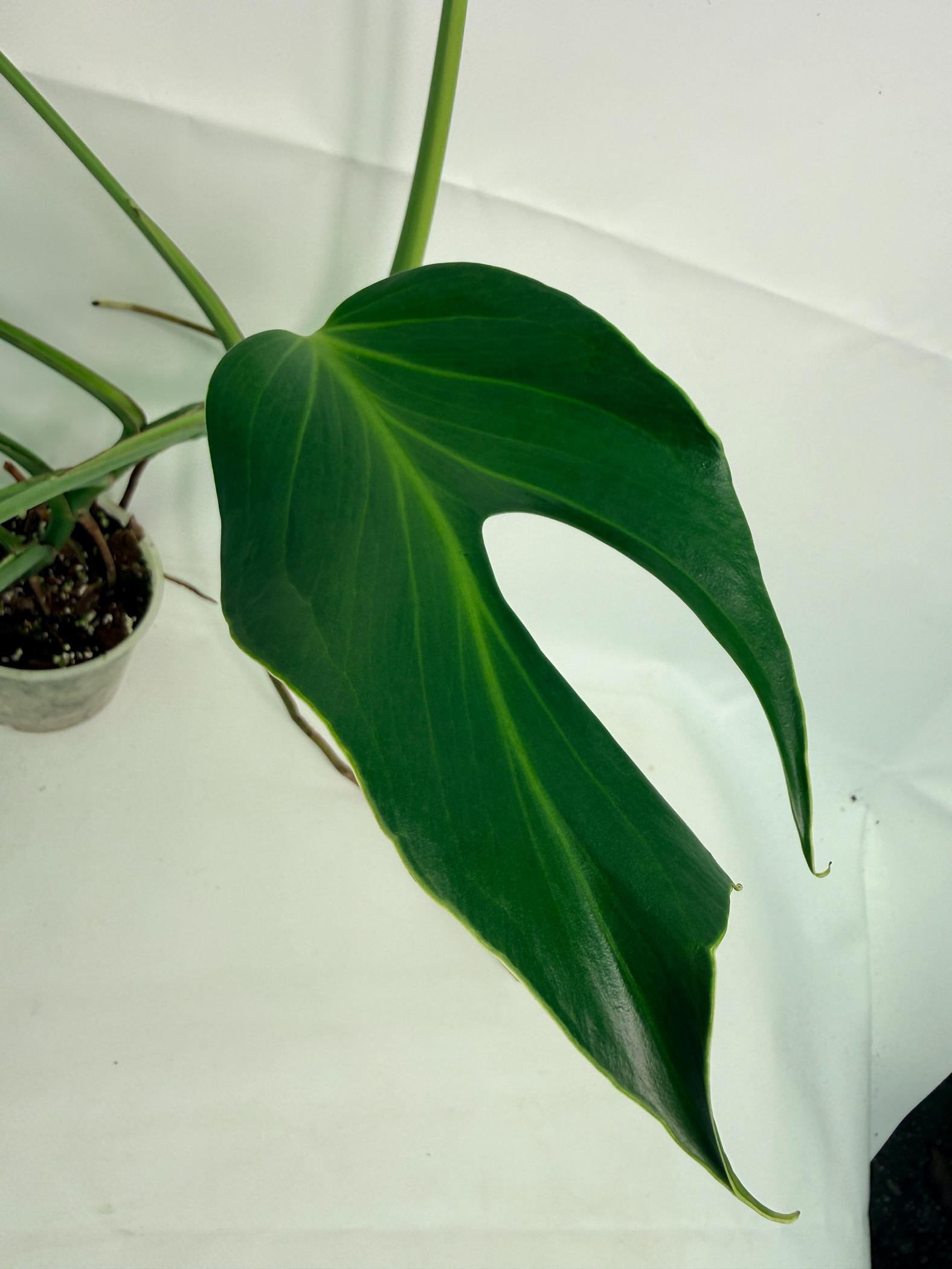 Monstera Burle Marx Flame XL 03