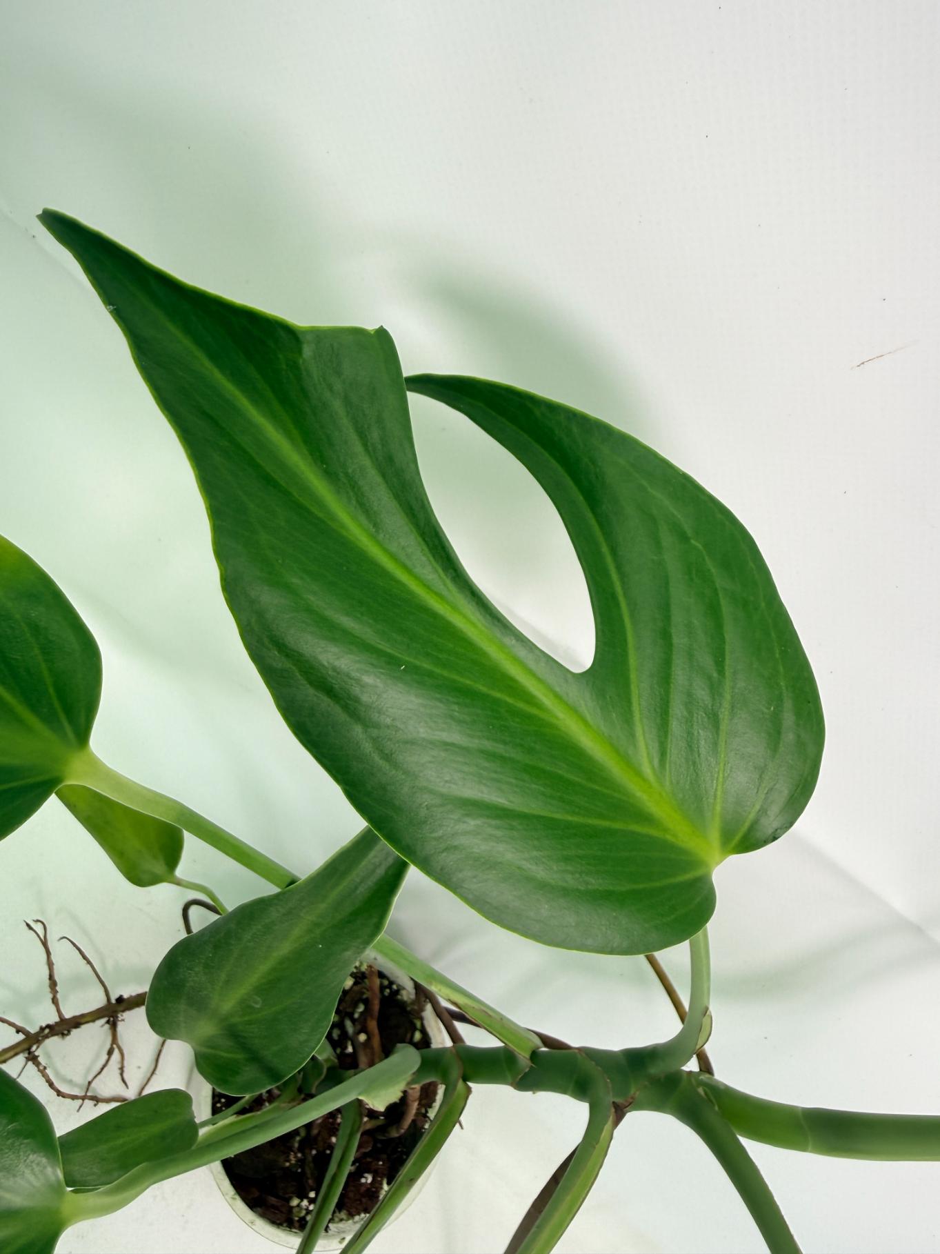 Monstera Burle Marx Flame XL 04