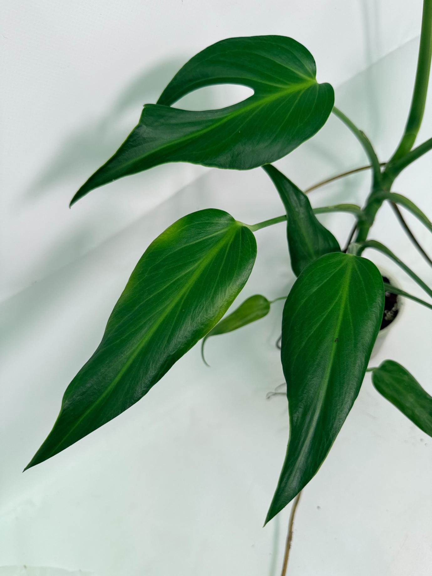 Monstera Burle Marx Flame XL 03