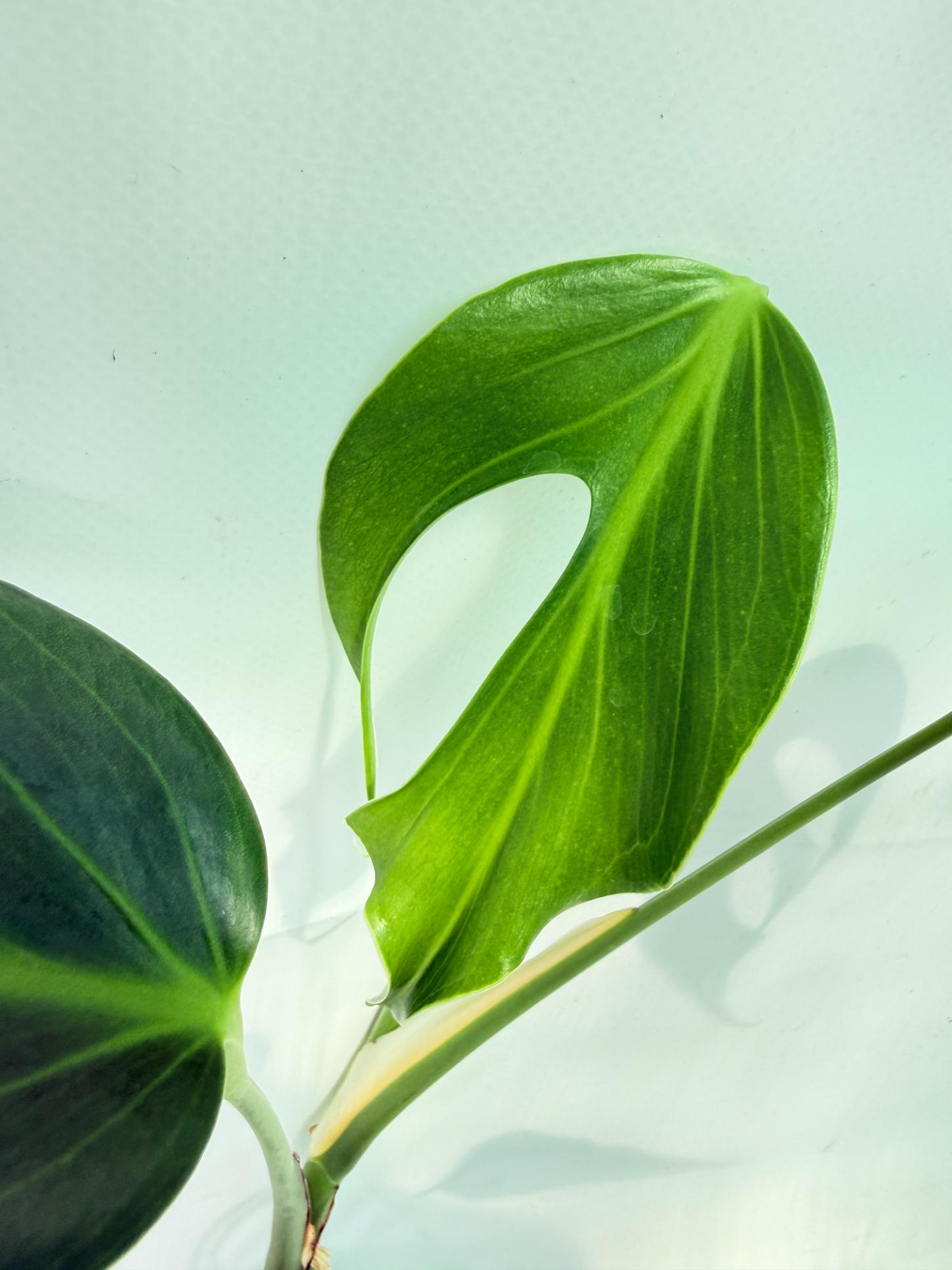 Monstera Burle Marx Flame XL 4