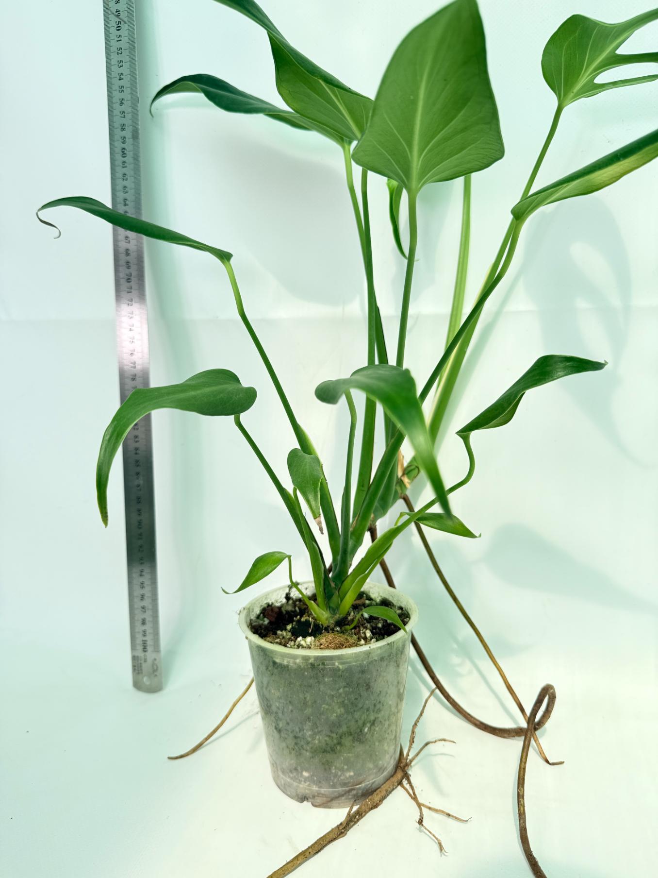 Monstera Burle Marx Flame XL 9