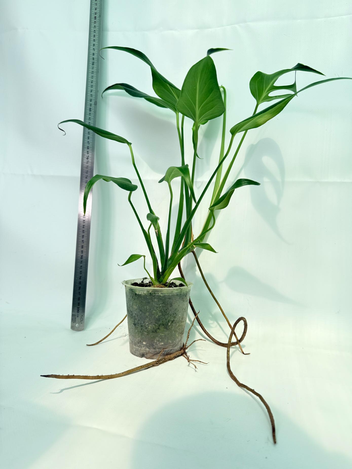 Monstera Burle Marx Flame XL 7
