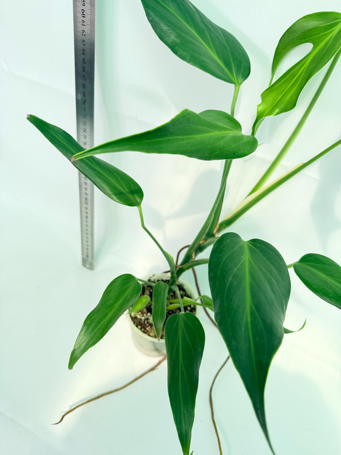 Monstera Burle Marx Flame XL 10