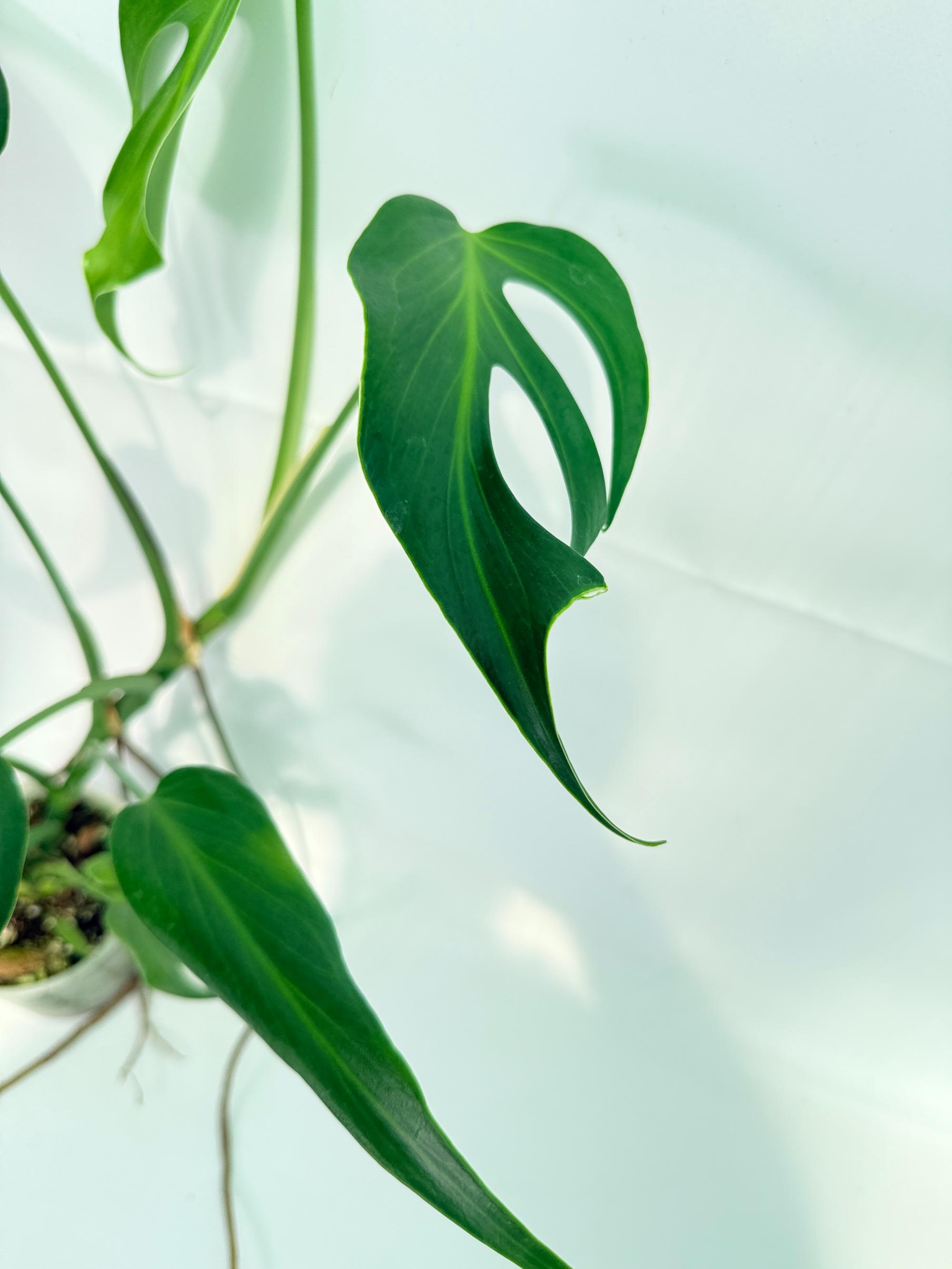 Monstera Burle Marx Flame XL 11