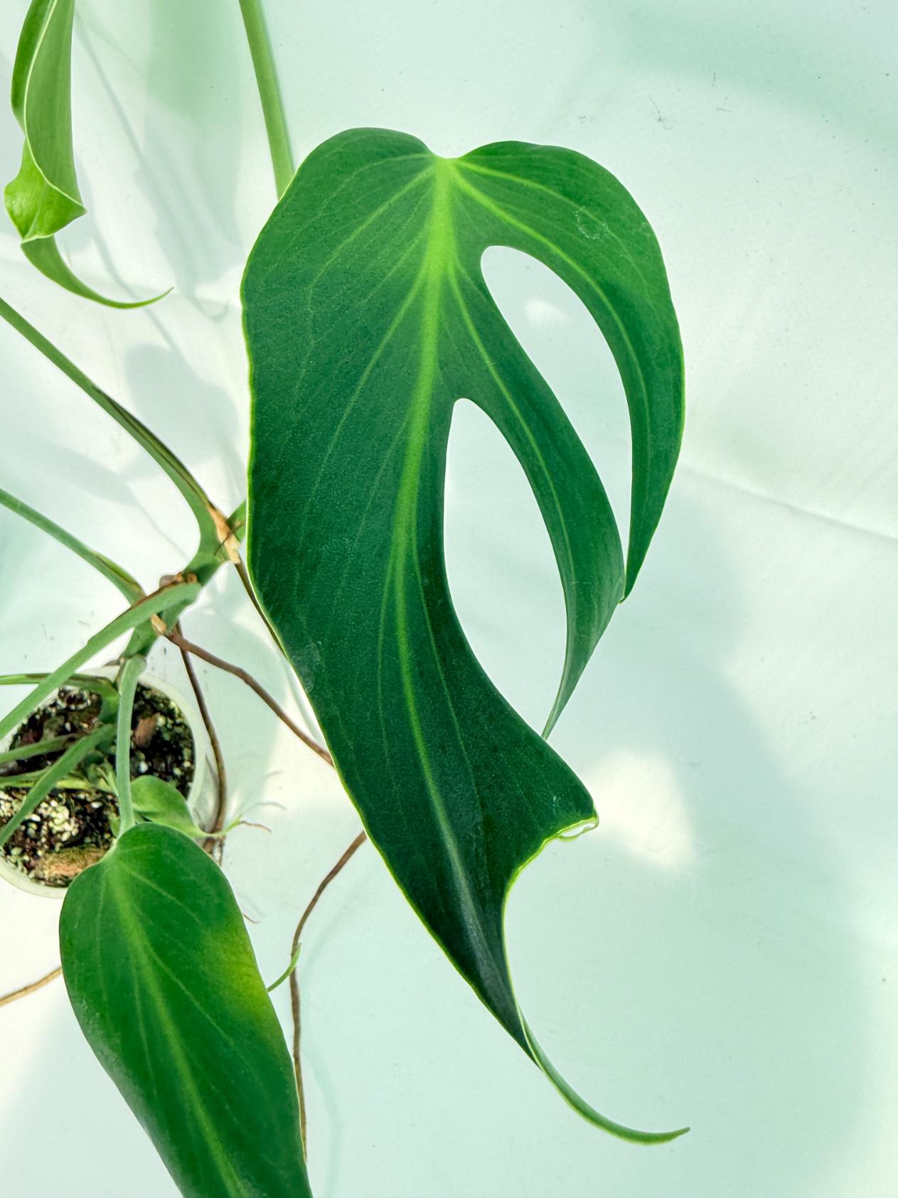 Monstera Burle Marx Flame XL 2