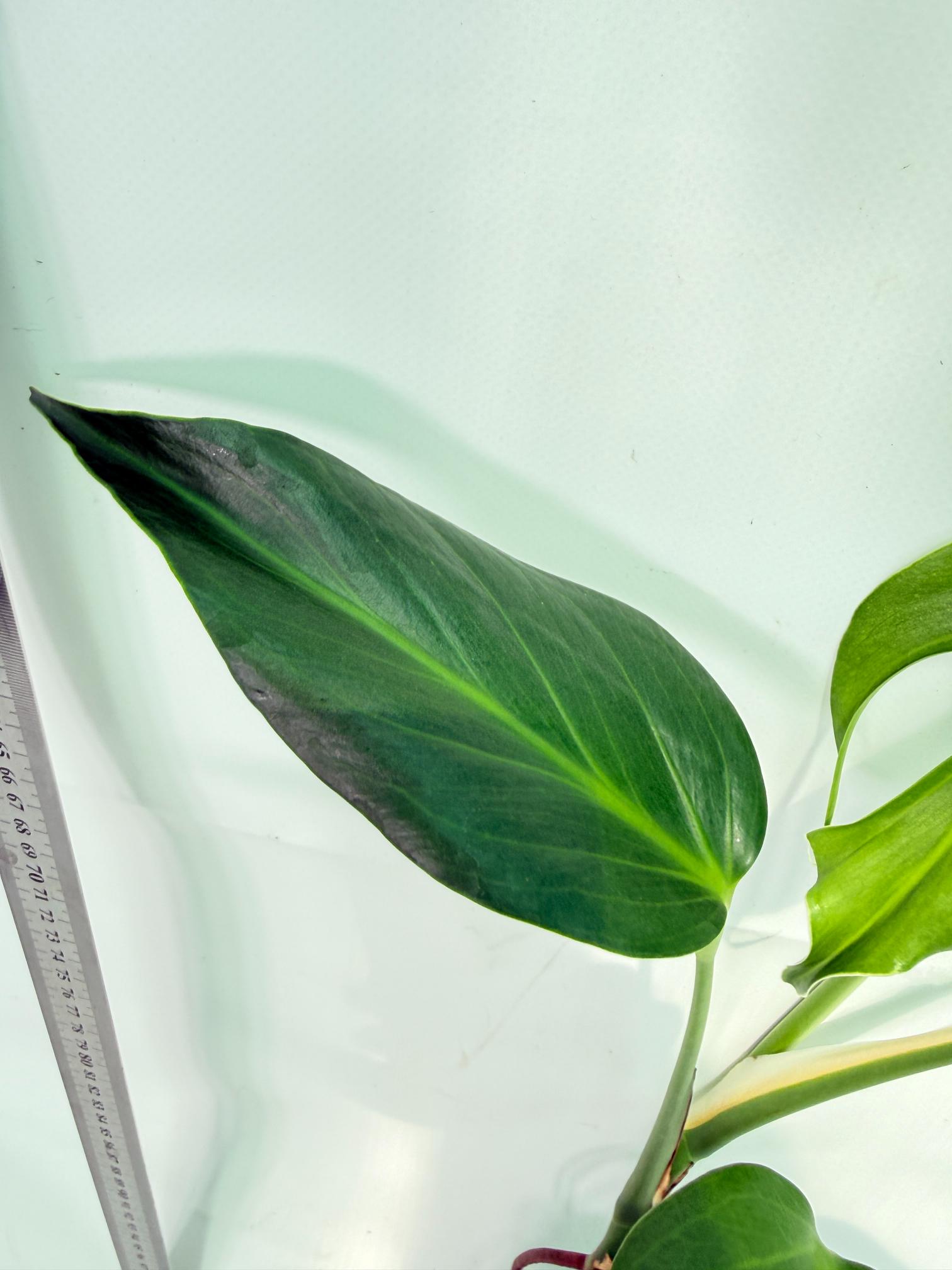 Monstera Burle Marx Flame XL 12