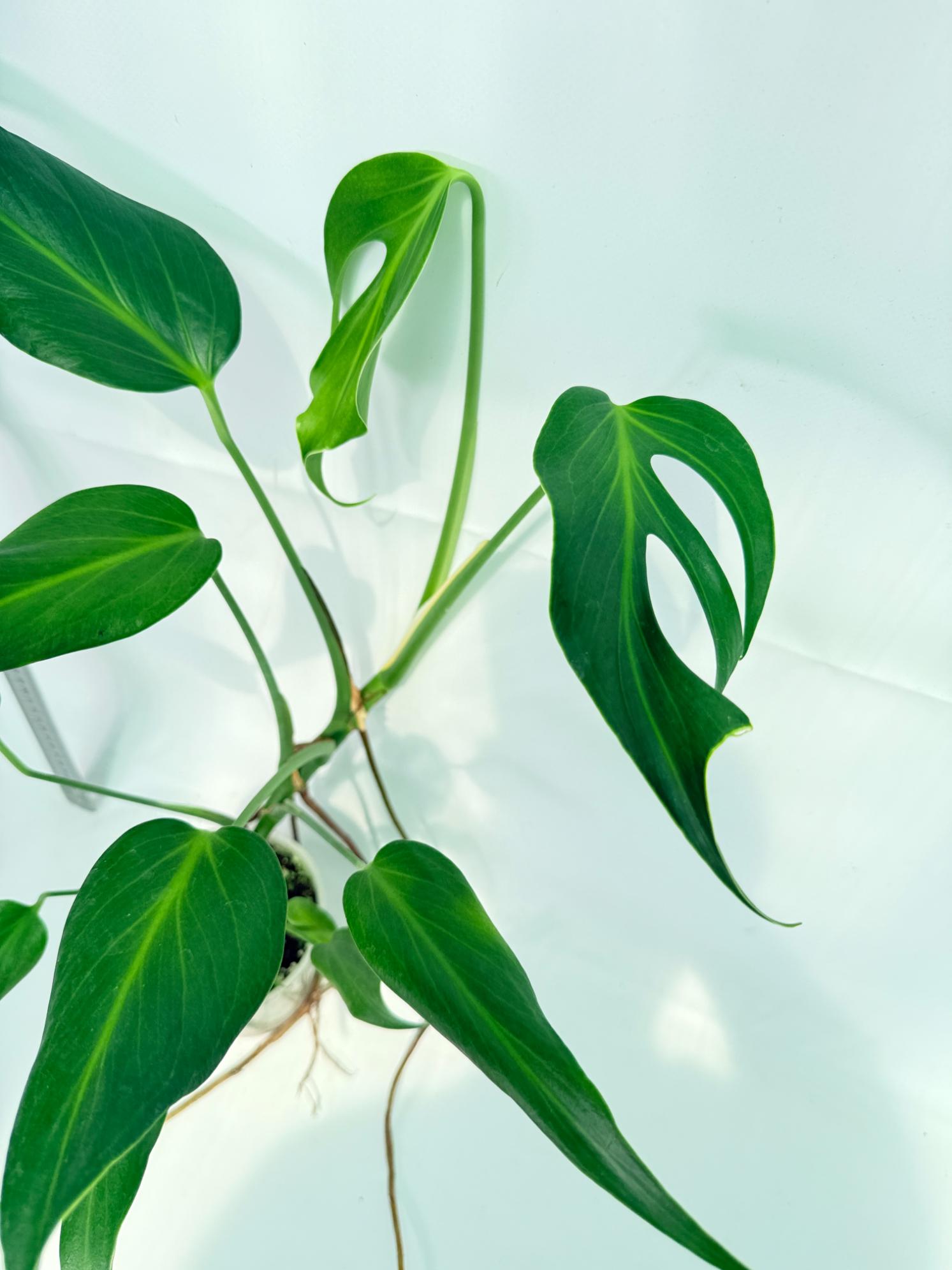 Monstera Burle Marx Flame XL 5