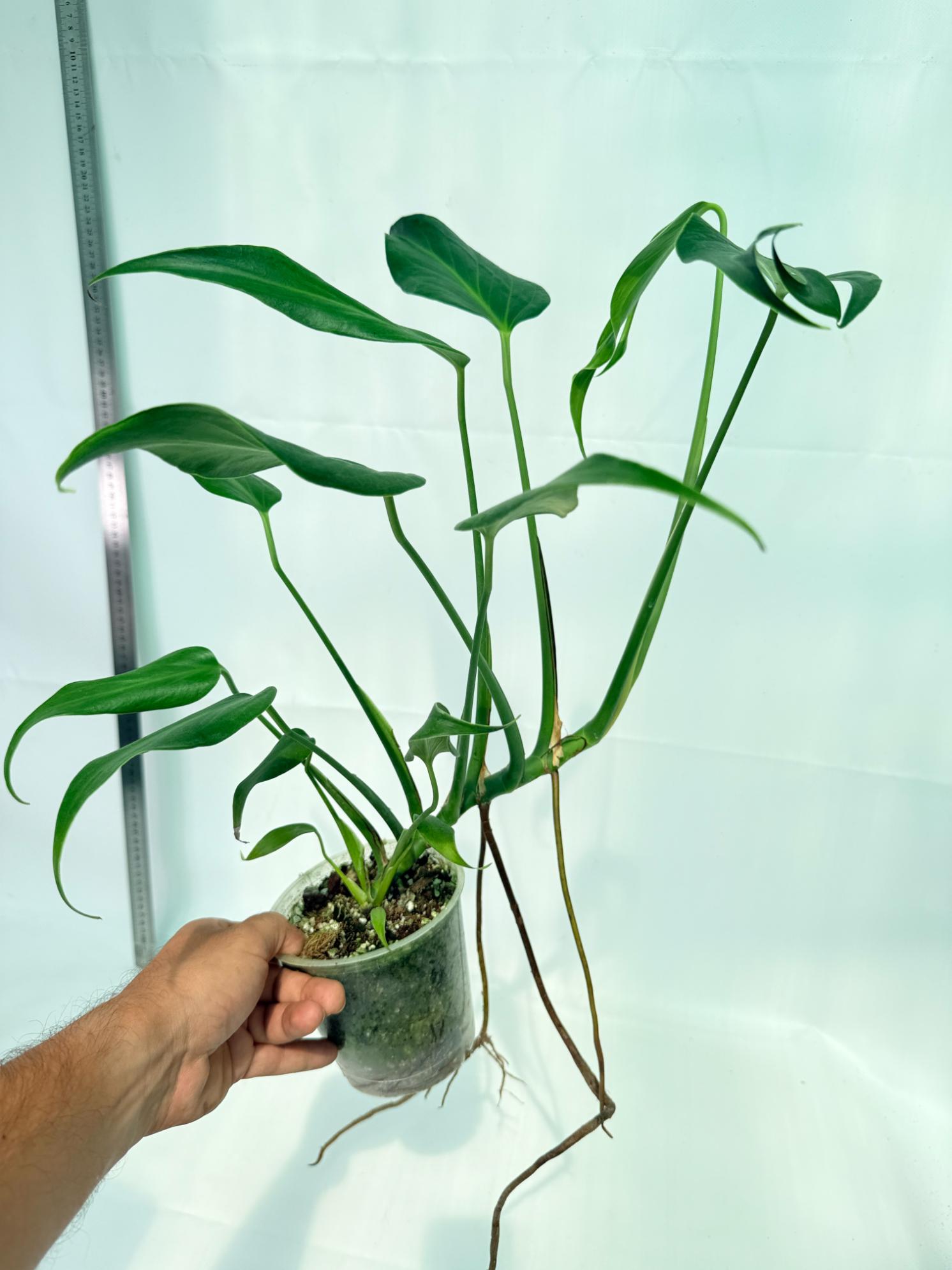 Monstera Burle Marx Flame XL 3