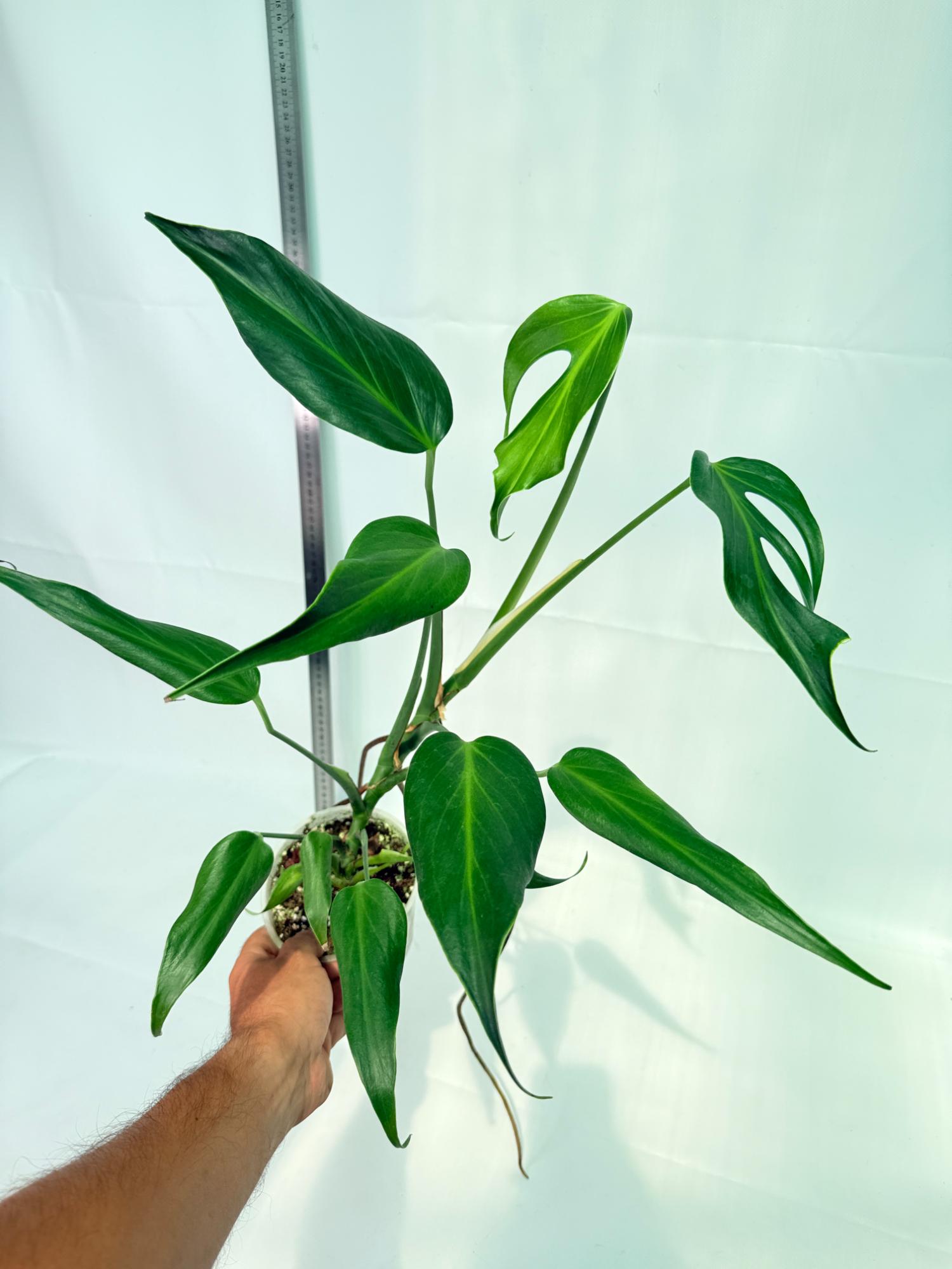 Monstera Burle Marx Flame XL 6