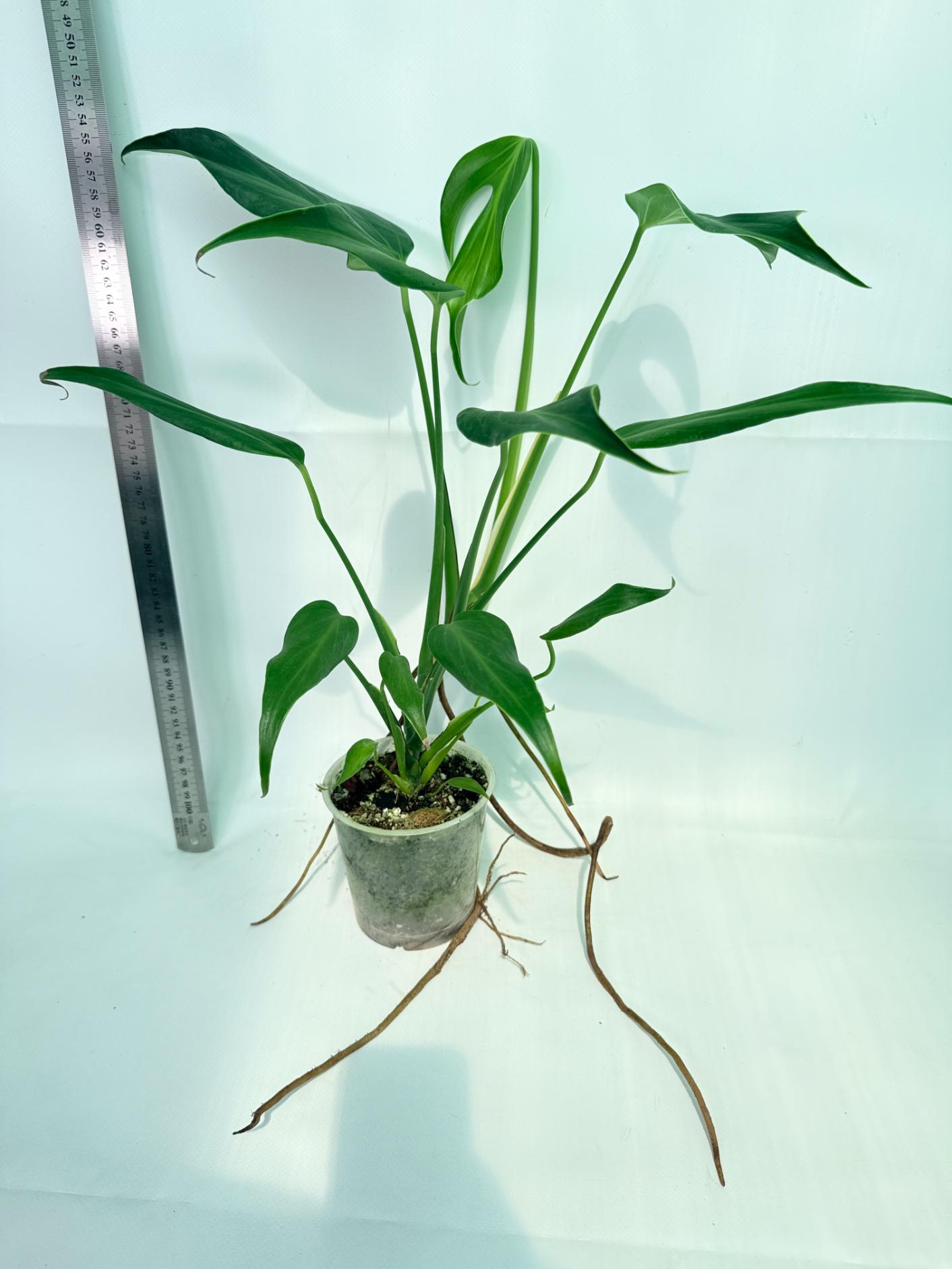 Monstera Burle Marx Flame XL 1