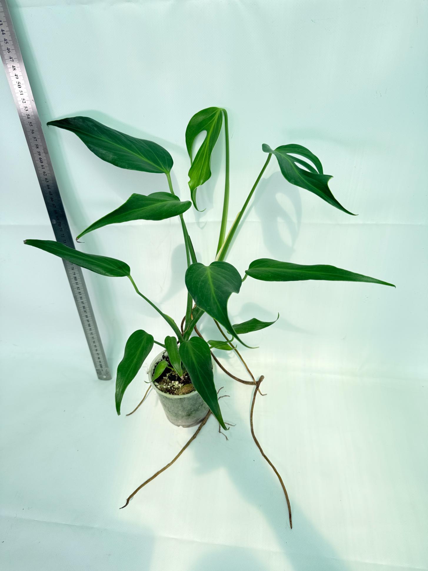 Monstera Burle Marx Flame XL 8