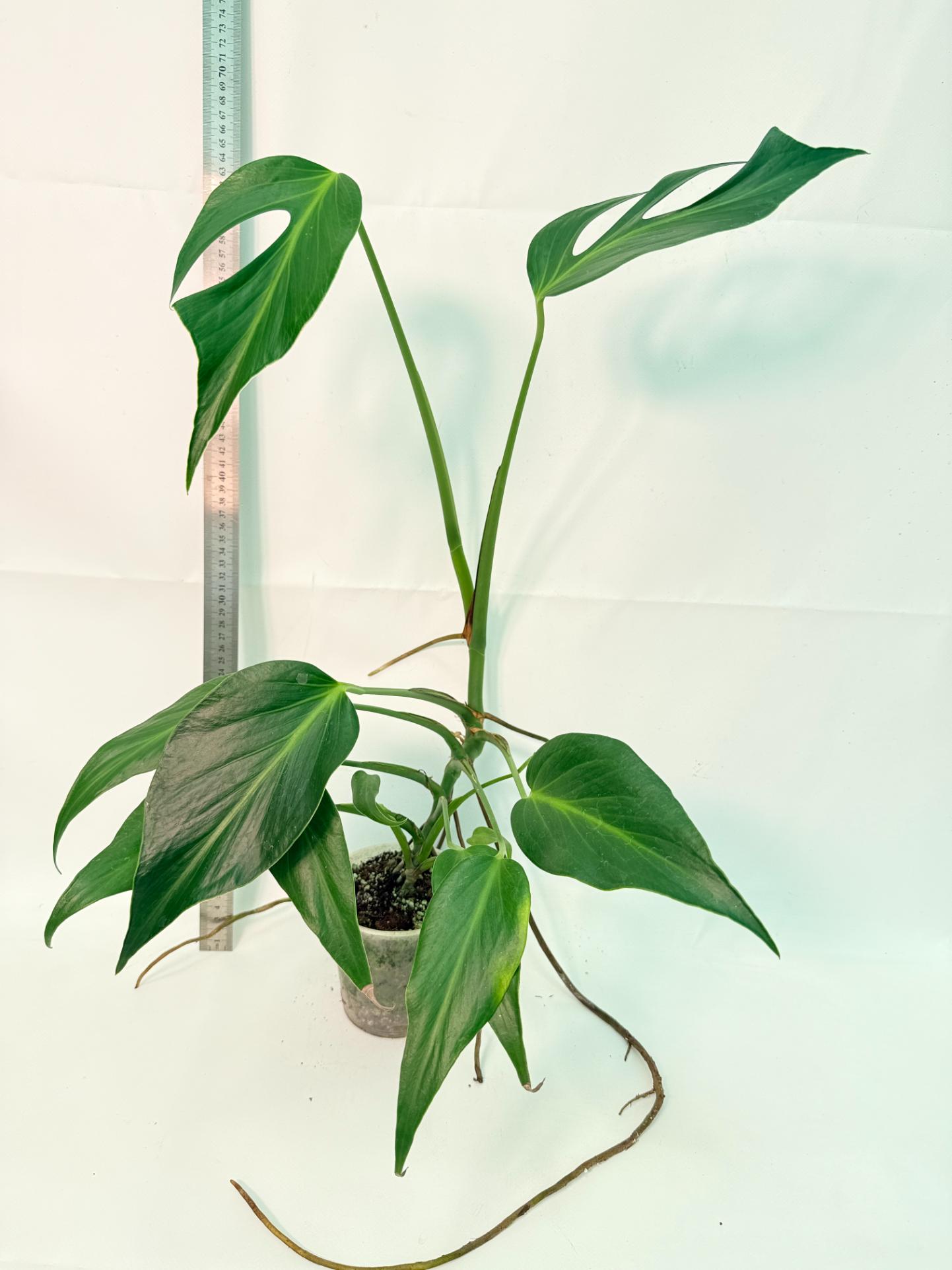 Monstera Burle Marx Flame XL 1