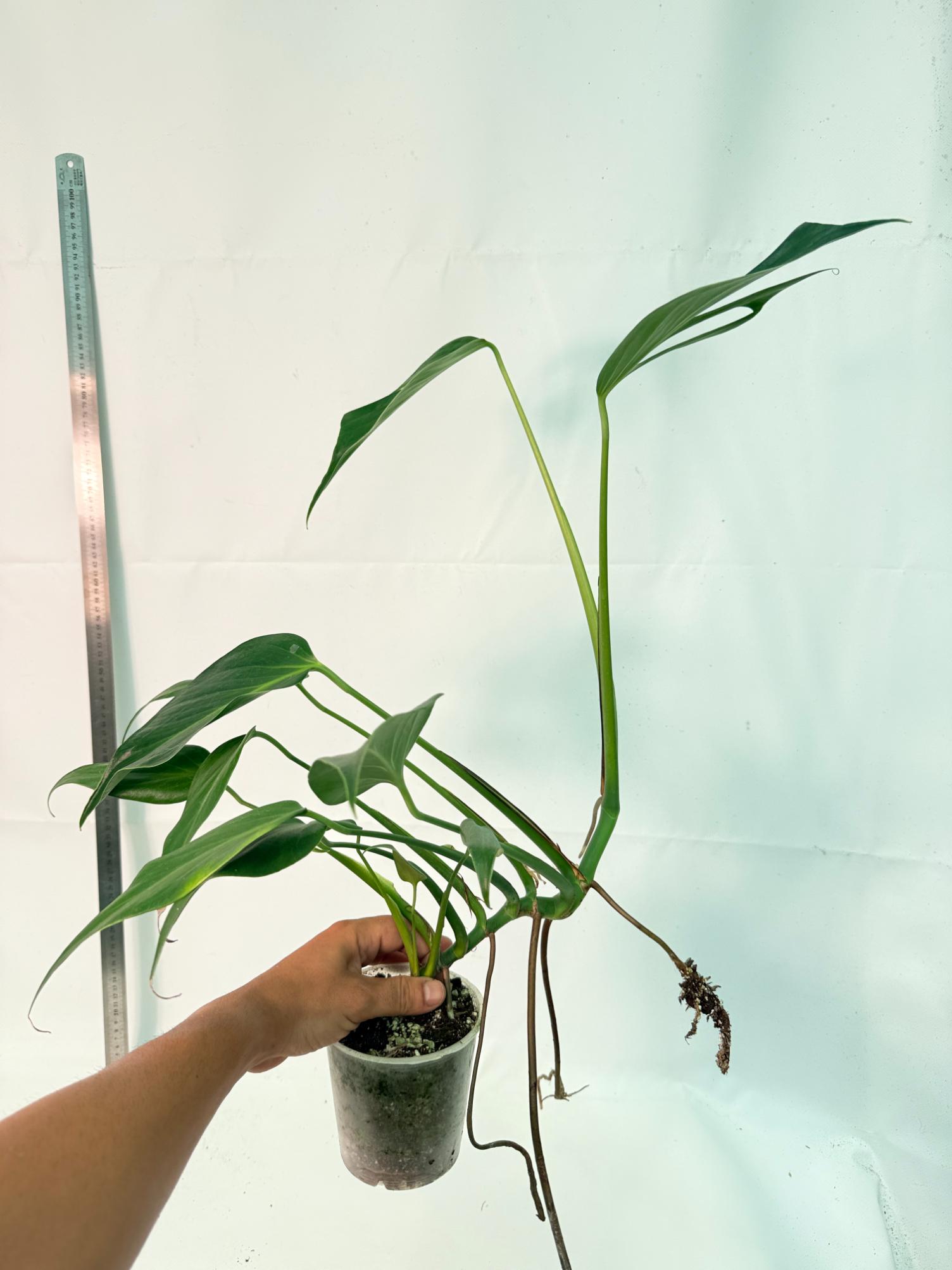 Monstera Burle Marx Flame XL 9